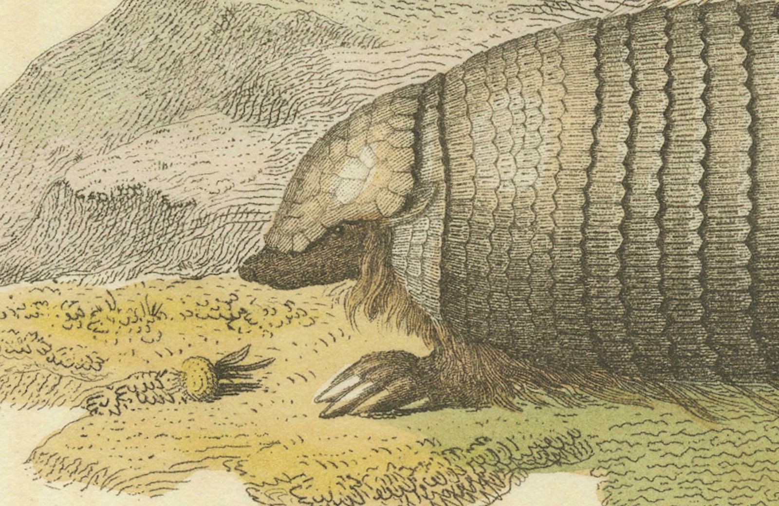 An Original 1825 Illustration Of The Large Hairy Armadillo By G.B. Whittaker photo furniture