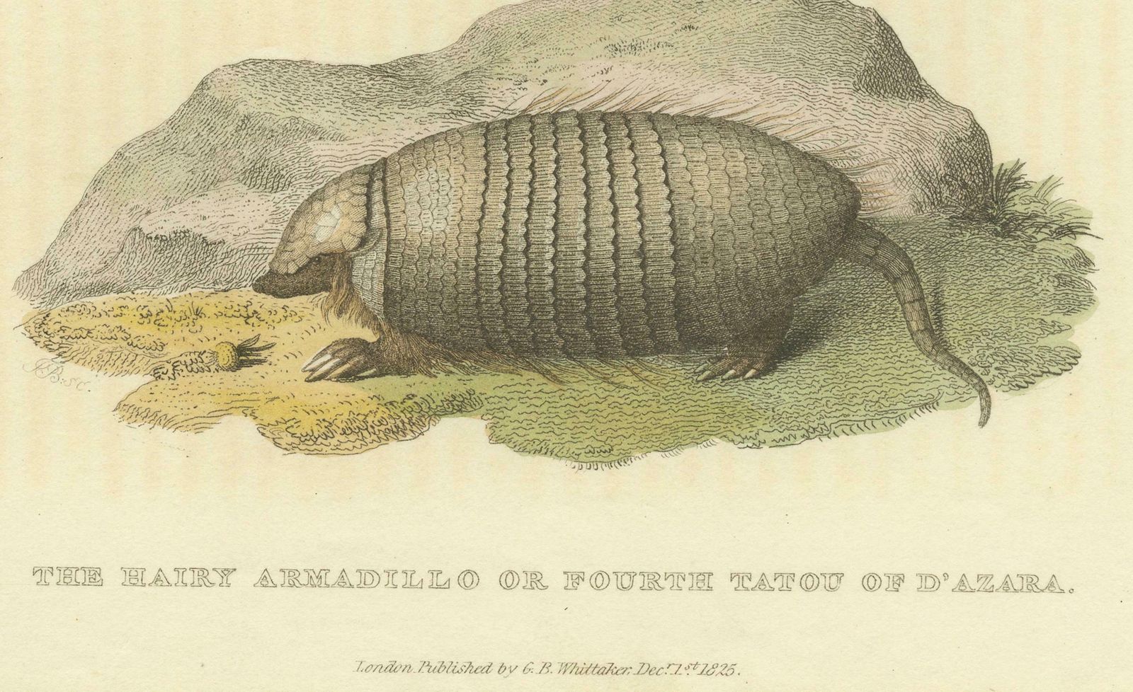 An Original 1825 Illustration Of The Large Hairy Armadillo By G.B. Whittaker photo 262.0