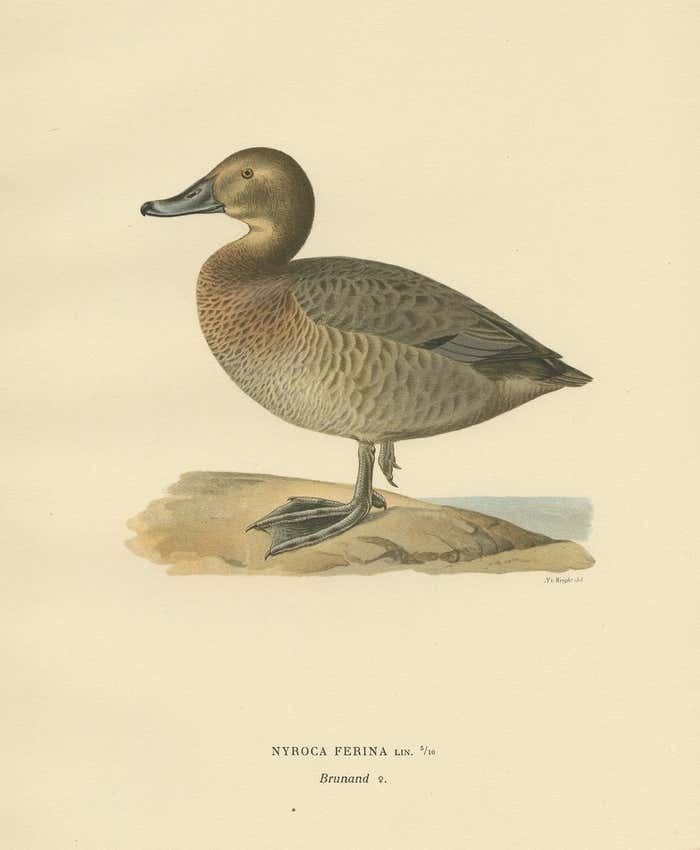 Antique Bird Print Of The Female Common Pochard By Von Wright 1929 photo furniture