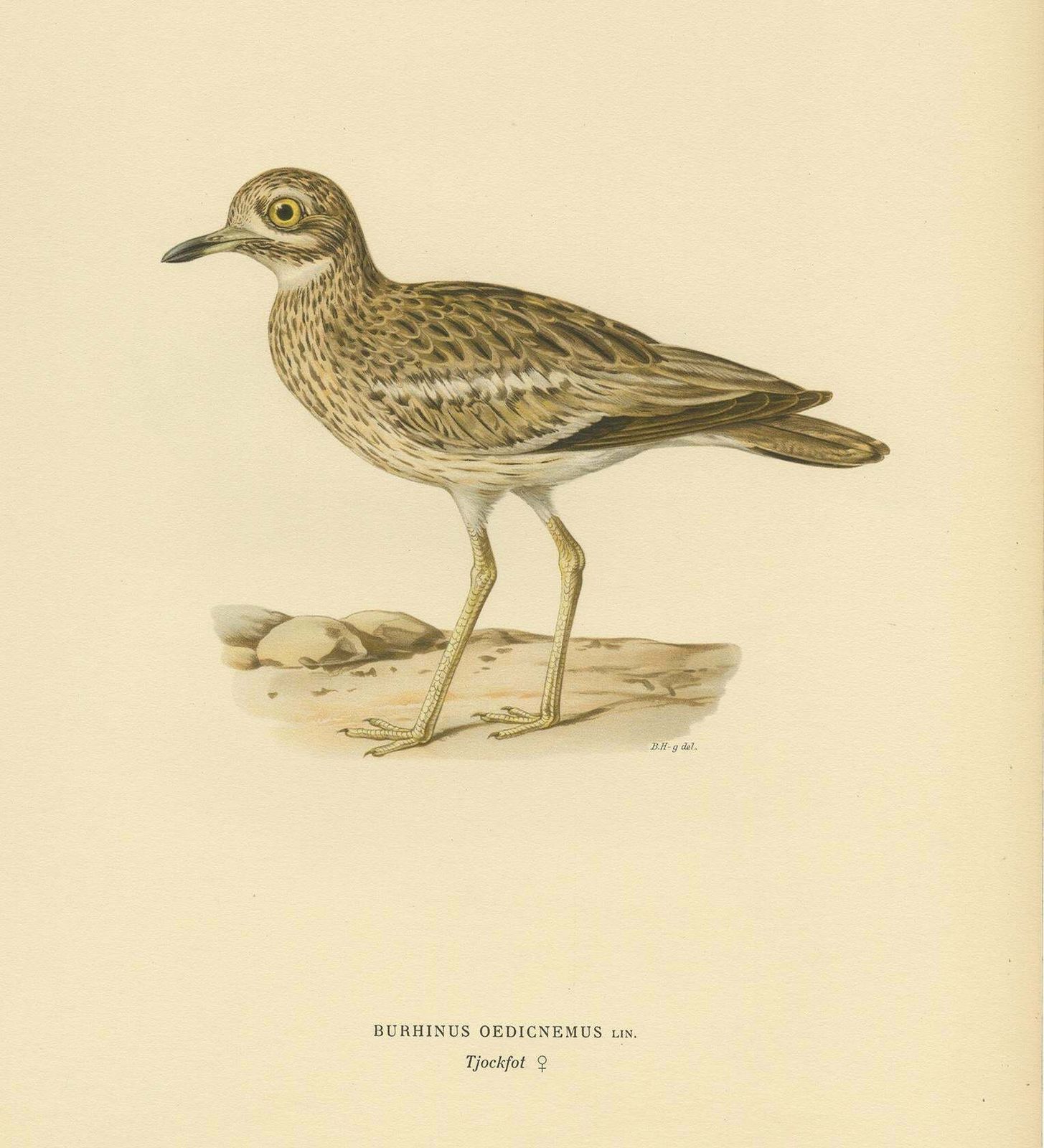 Antique Bird Print Of The Eurasian Stone Curlew By Von Wright, 1927 photo furniture