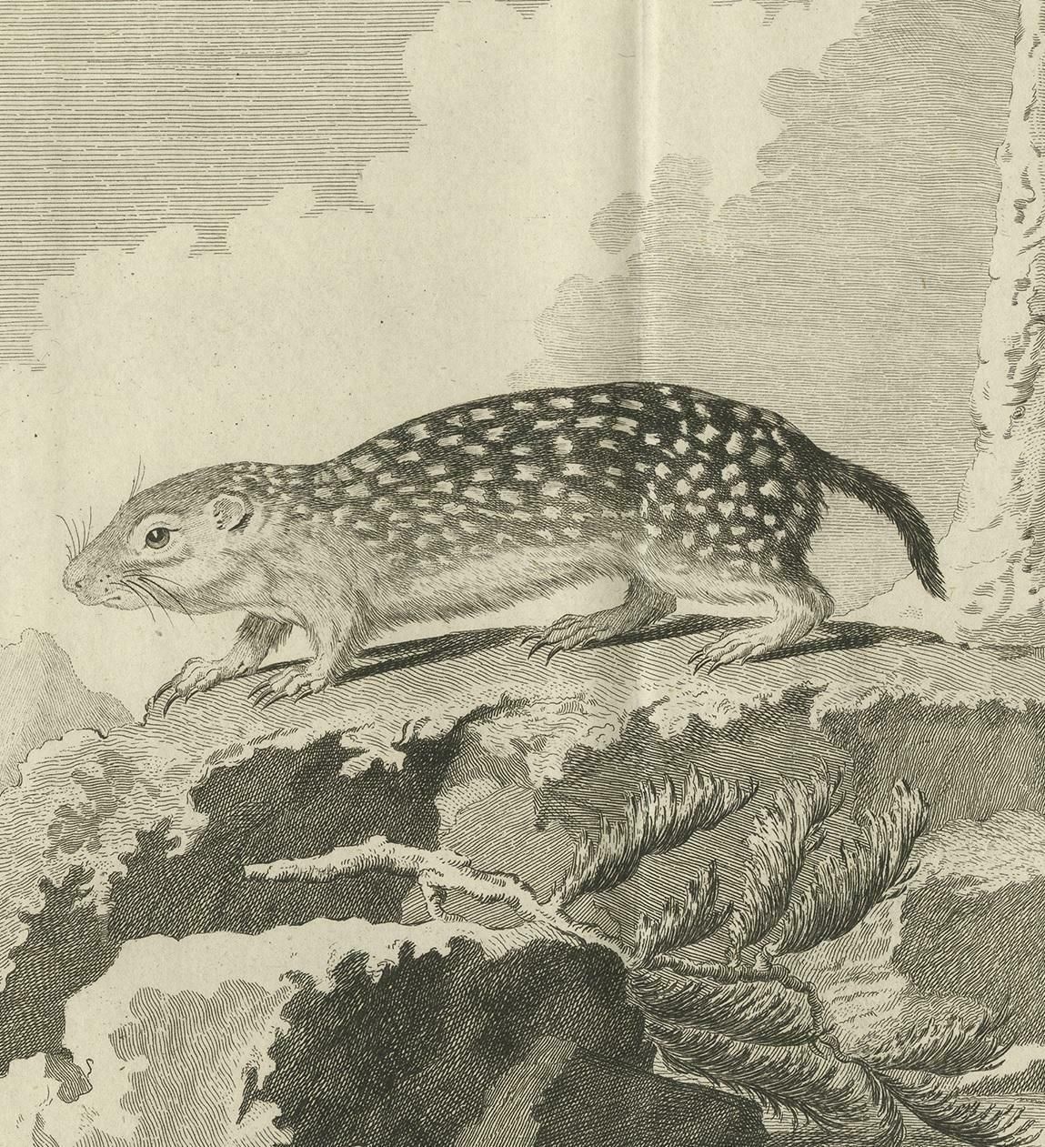 Pl. 24 Antique Print Of A Rodent Species By Buffon 'Circa 1770' photo Art