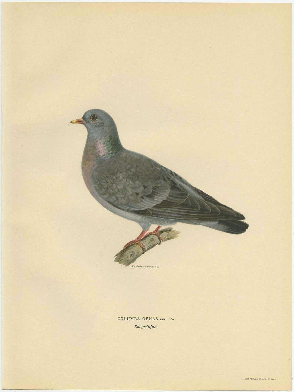 Antique Bird Print Of The Stock Dove By Von Wright, 1929 photo furniture