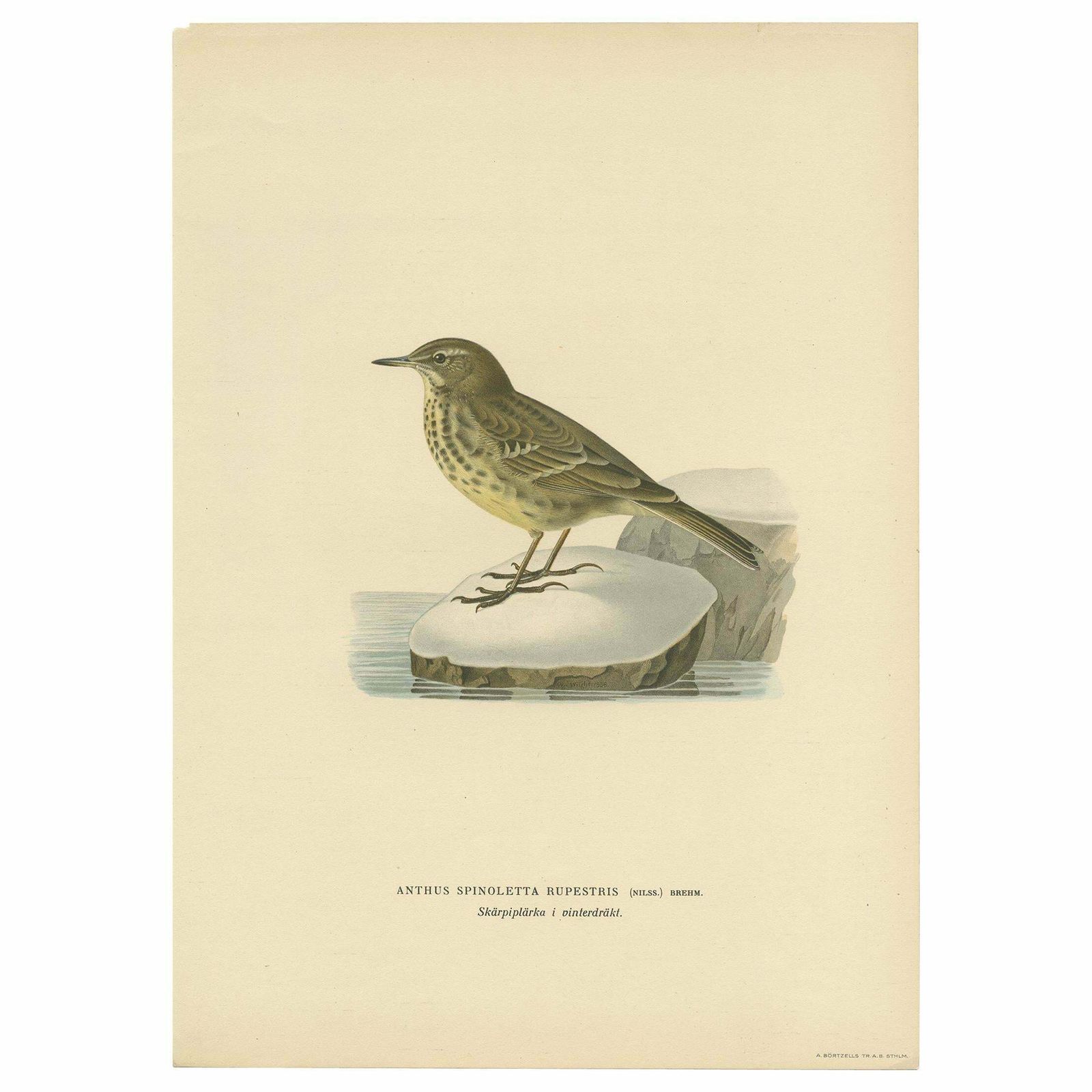 Antique Bird Print Of The Water Pipit By Von Wright '1927'