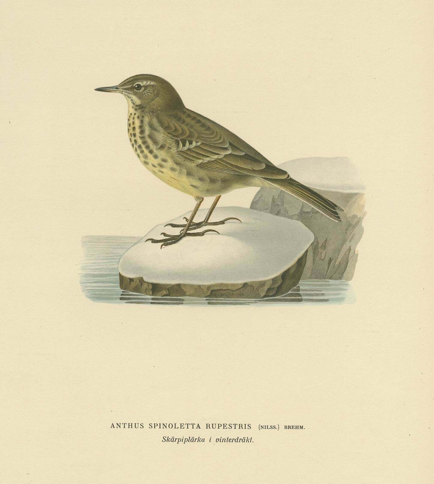 Antique Bird Print Of The Water Pipit By Von Wright '1927' photo furniture