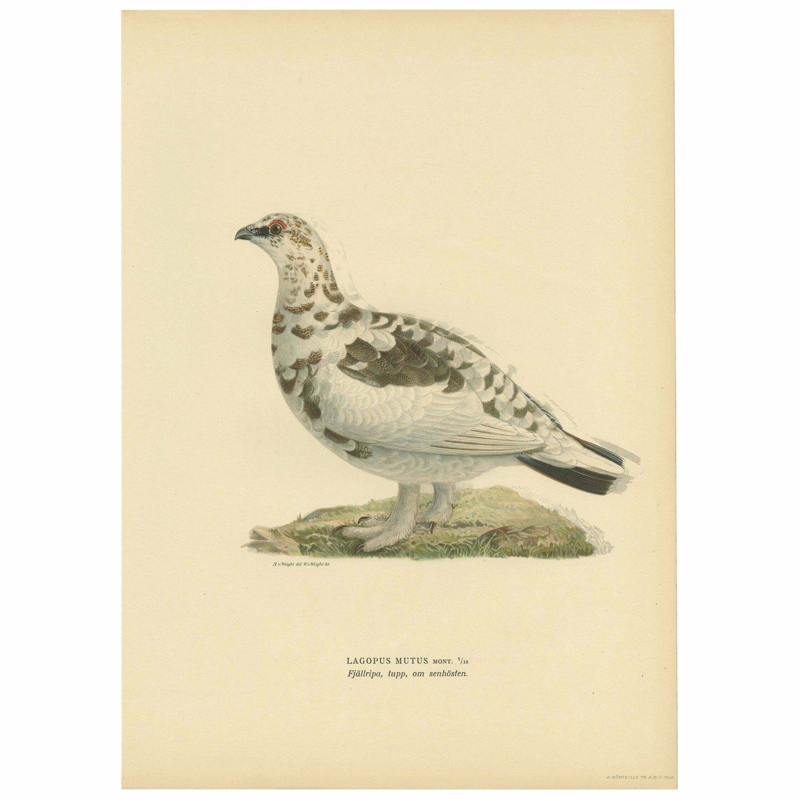 Antique Bird Print Of The Rock Ptarmigan By Von Wright '1917'