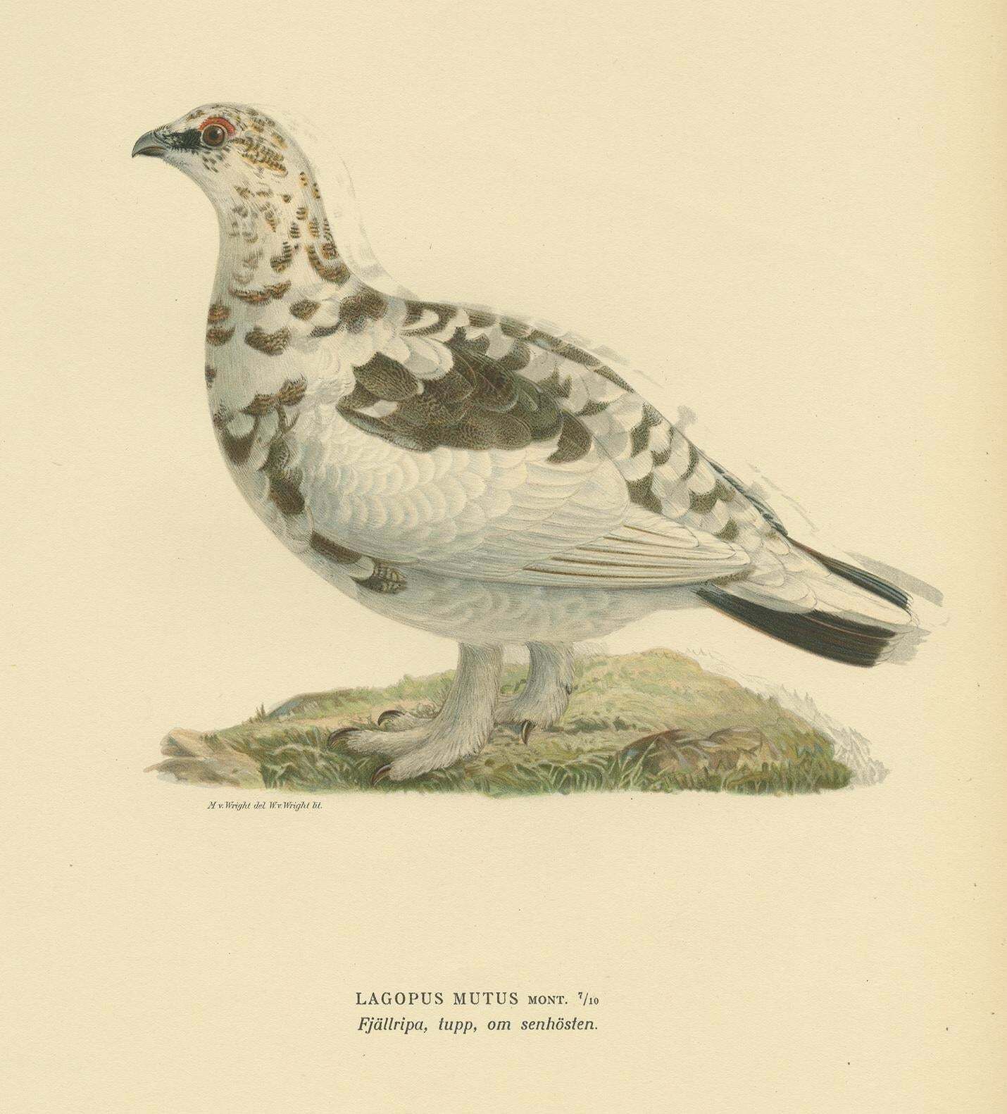 Antique Bird Print Of The Rock Ptarmigan By Von Wright '1917' photo furniture