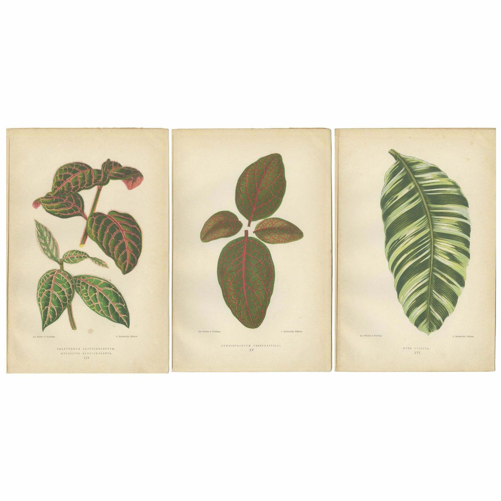 Botanical Elegance: Masterpieces Of Victorian Horticulture, Published In 1880