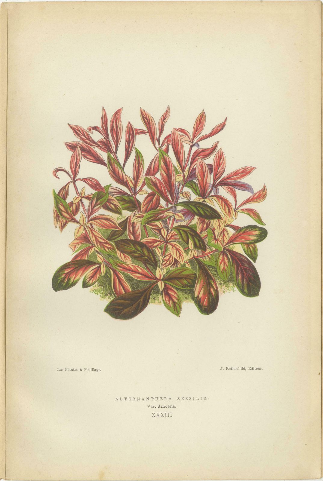 Verdant Splendor: Botanical Illustrations Of Foliage From 1880 photo for sale