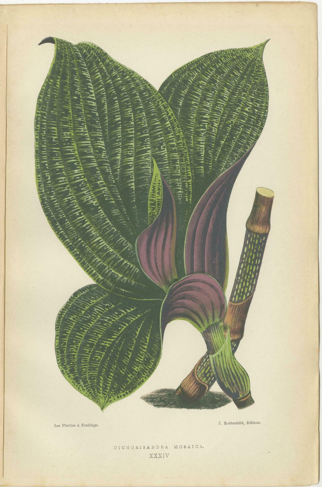 Verdant Splendor: Botanical Illustrations Of Foliage From 1880 photo Art
