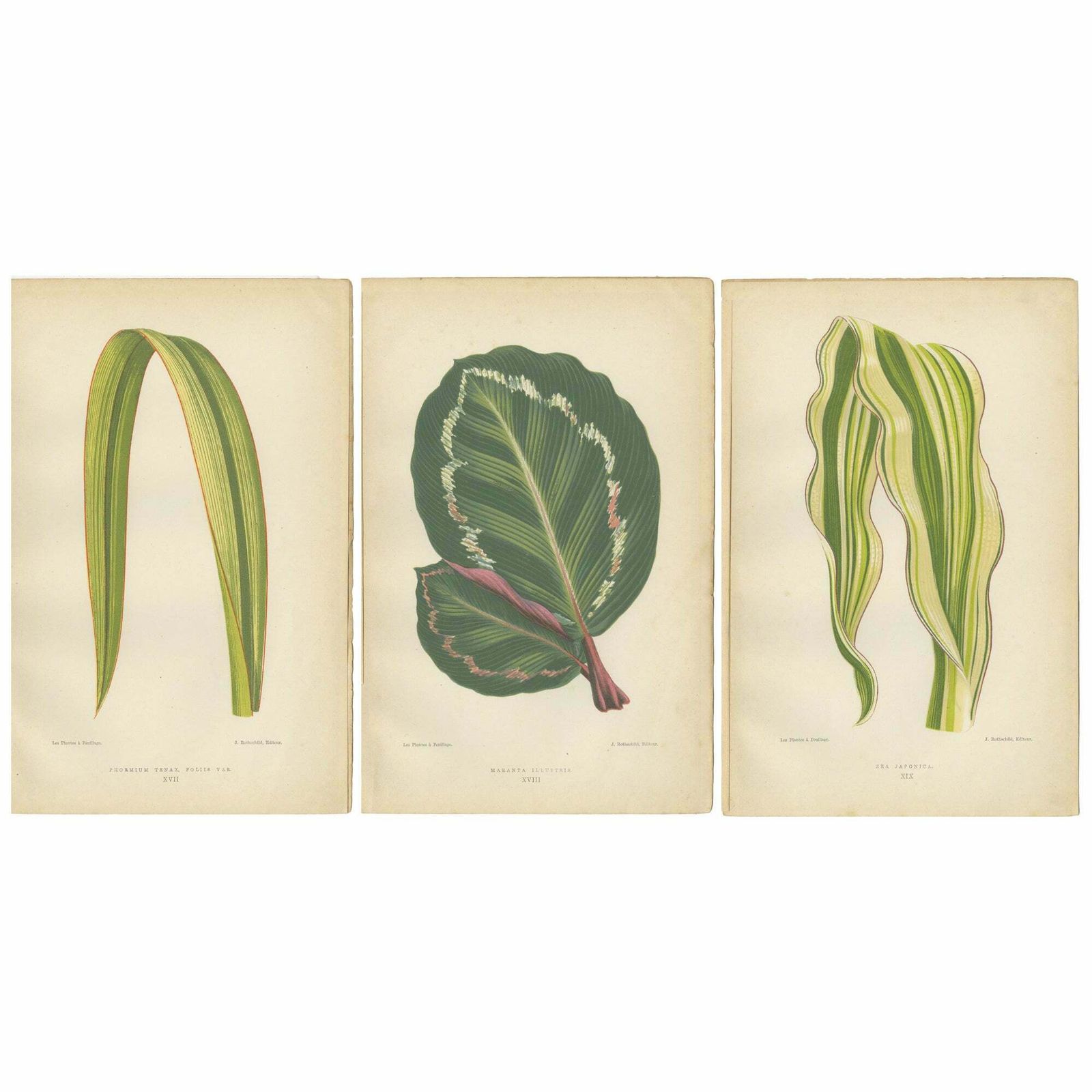 Variegated Elegance: A Collection Of 19th Century Botanical Prints