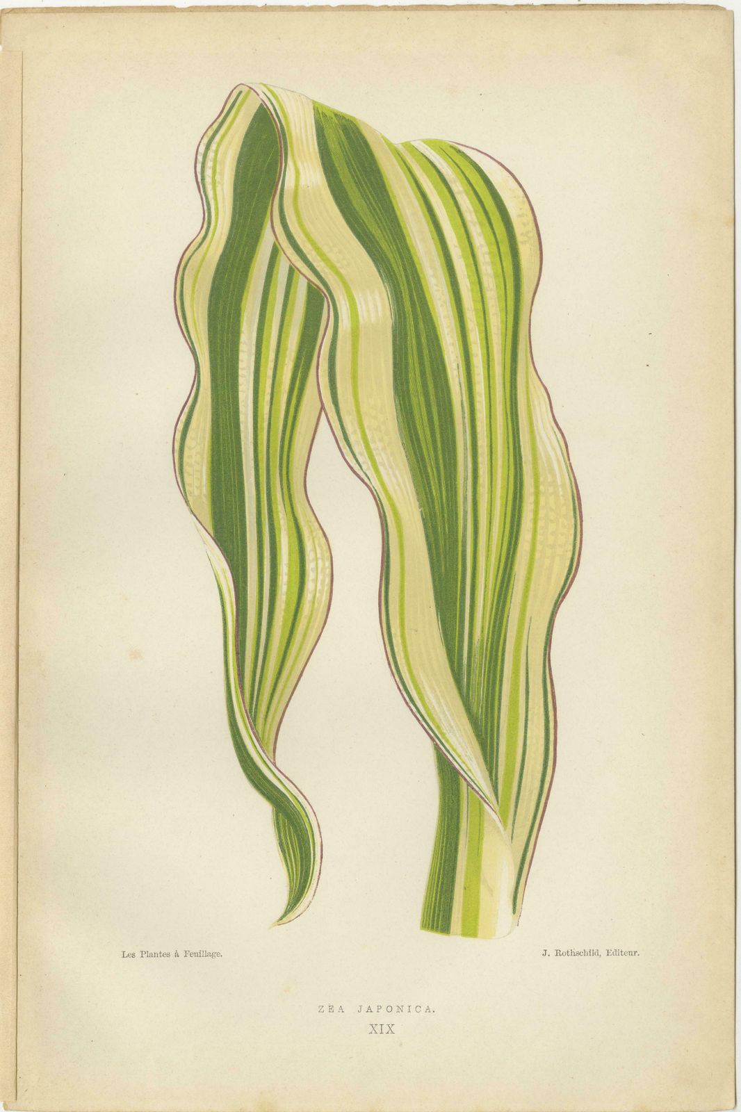 Variegated Elegance: A Collection Of 19th Century Botanical Prints photo Art
