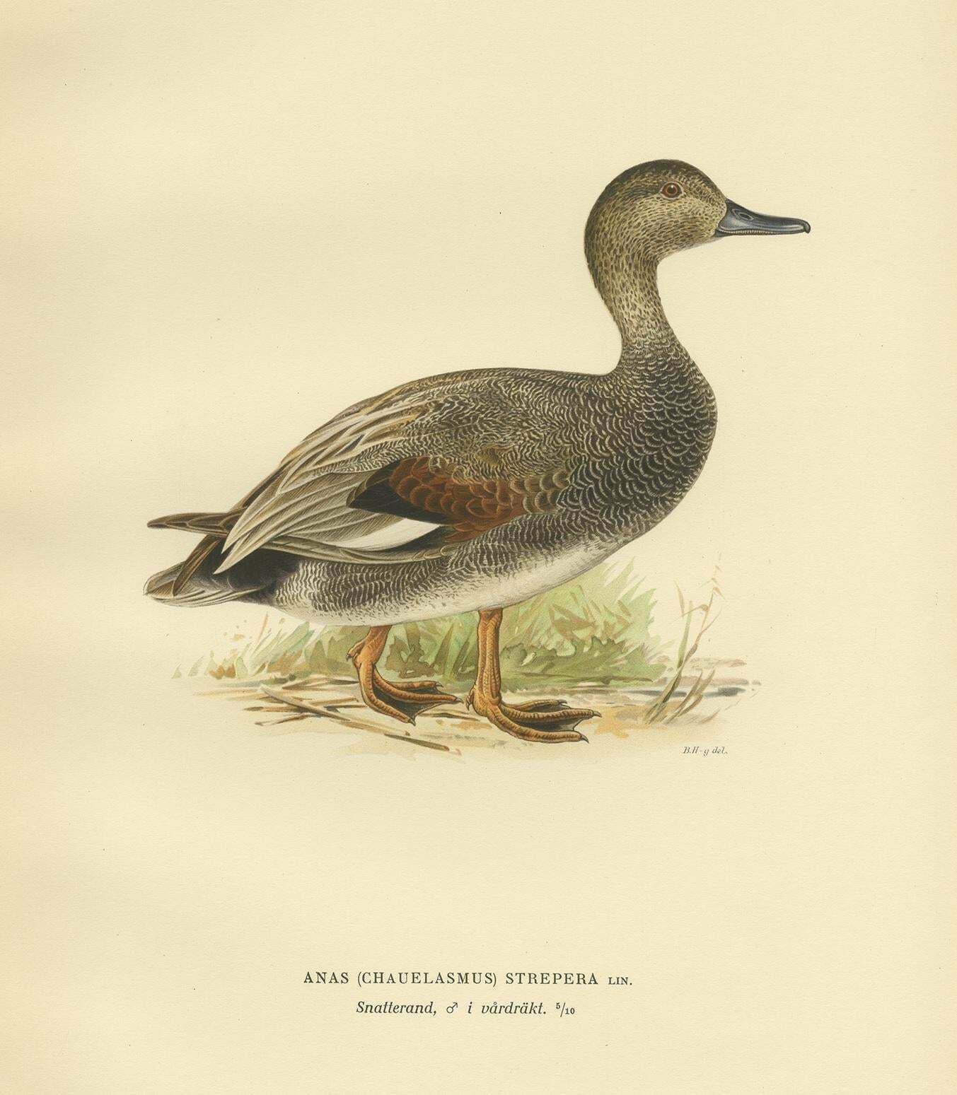 Antique Bird Print Of The Gadwell By Von Wright '1929' photo furniture