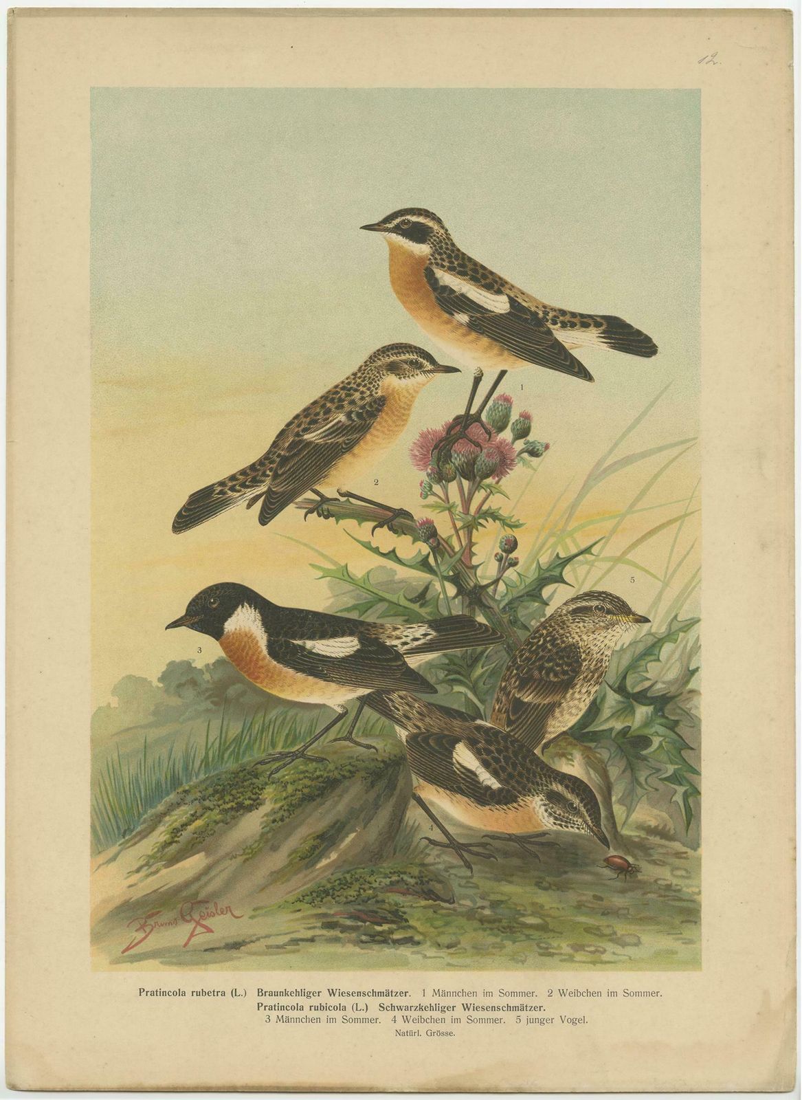 Antique Bird Print Of The Whinchat By Naumann, Circa 1895 photo furniture