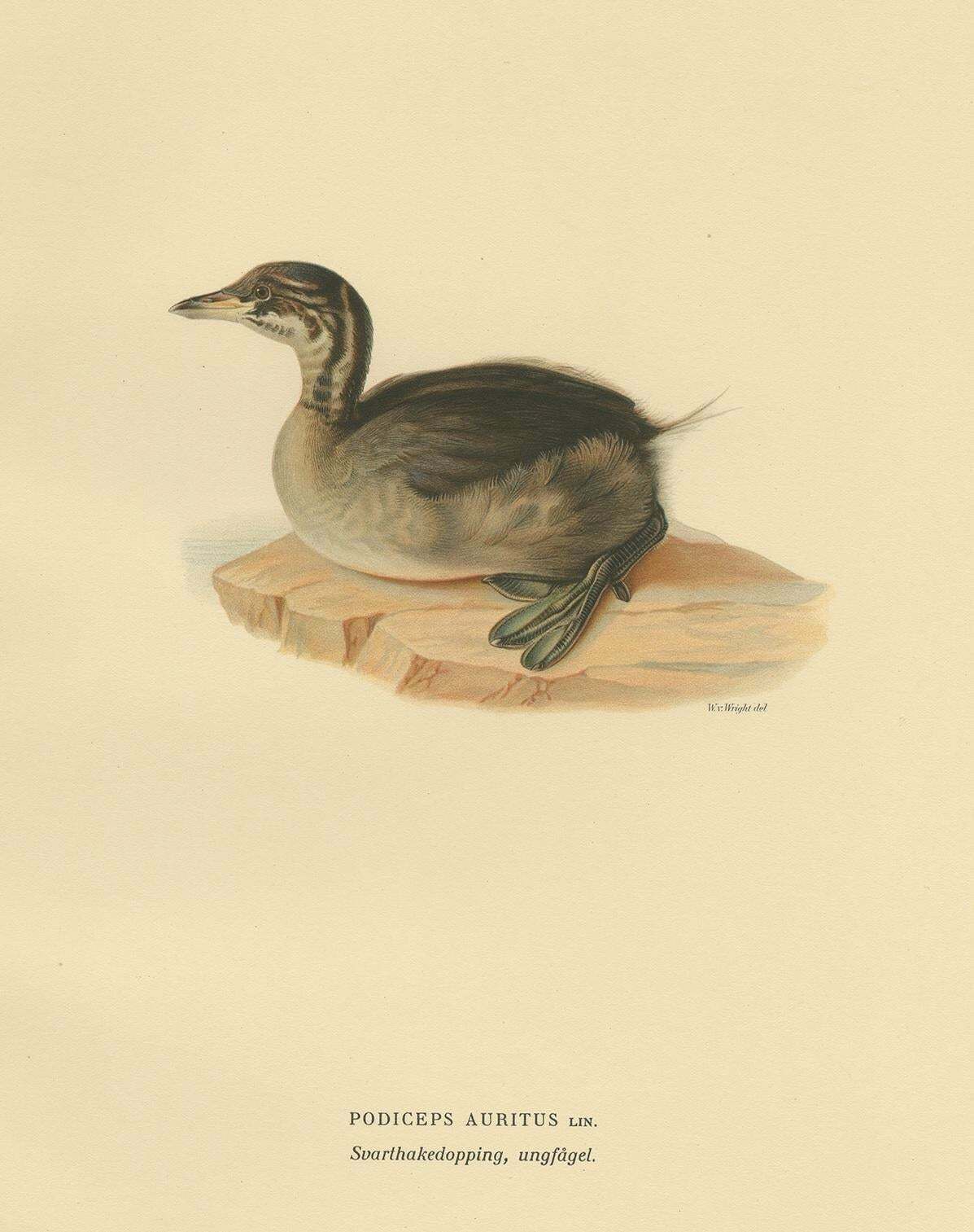 Antique Bird Print Of A Young Horned Grebe By Von Wright, 1929 photo Art