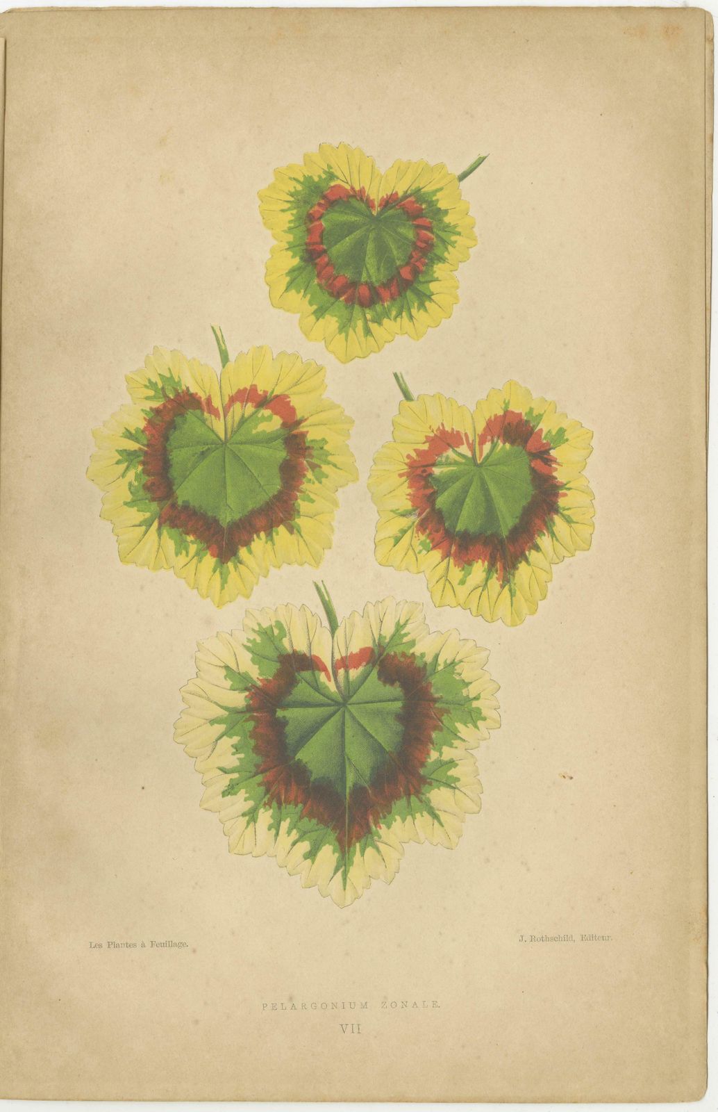 Contrasts In Nature: Pelargonium And Brassica   Botanical Art From 1880 photo furniture
