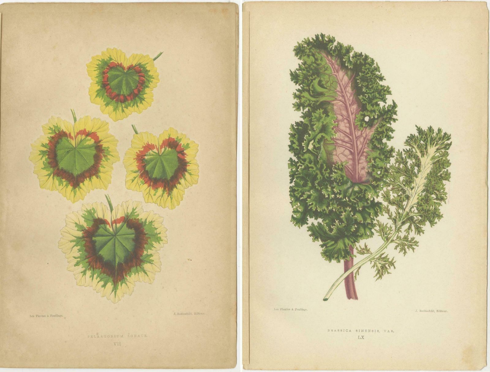Contrasts In Nature: Pelargonium And Brassica   Botanical Art From 1880 photo Art
