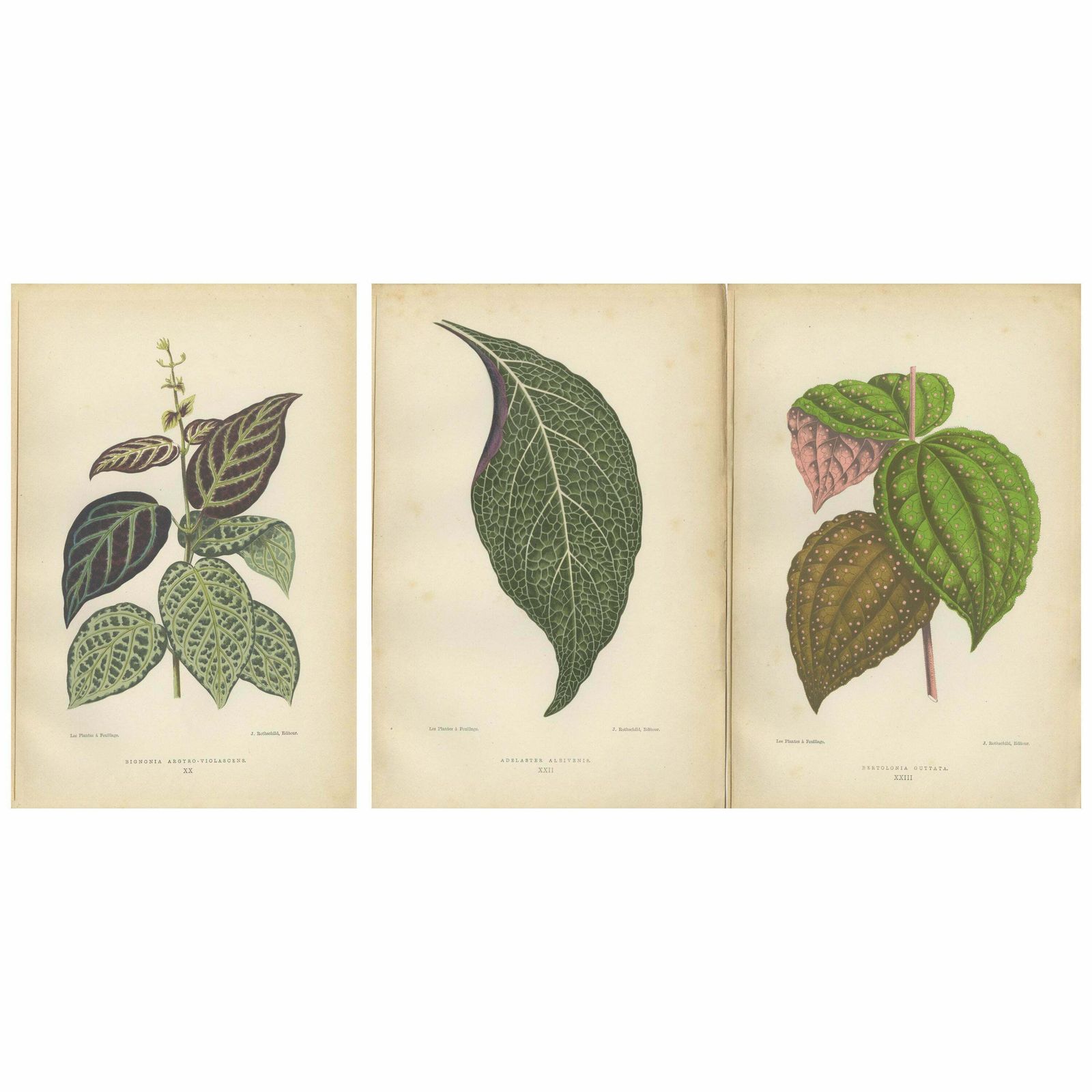 Verdant Variations: A Triptych Of 19th Century Botanical Elegance, 1880