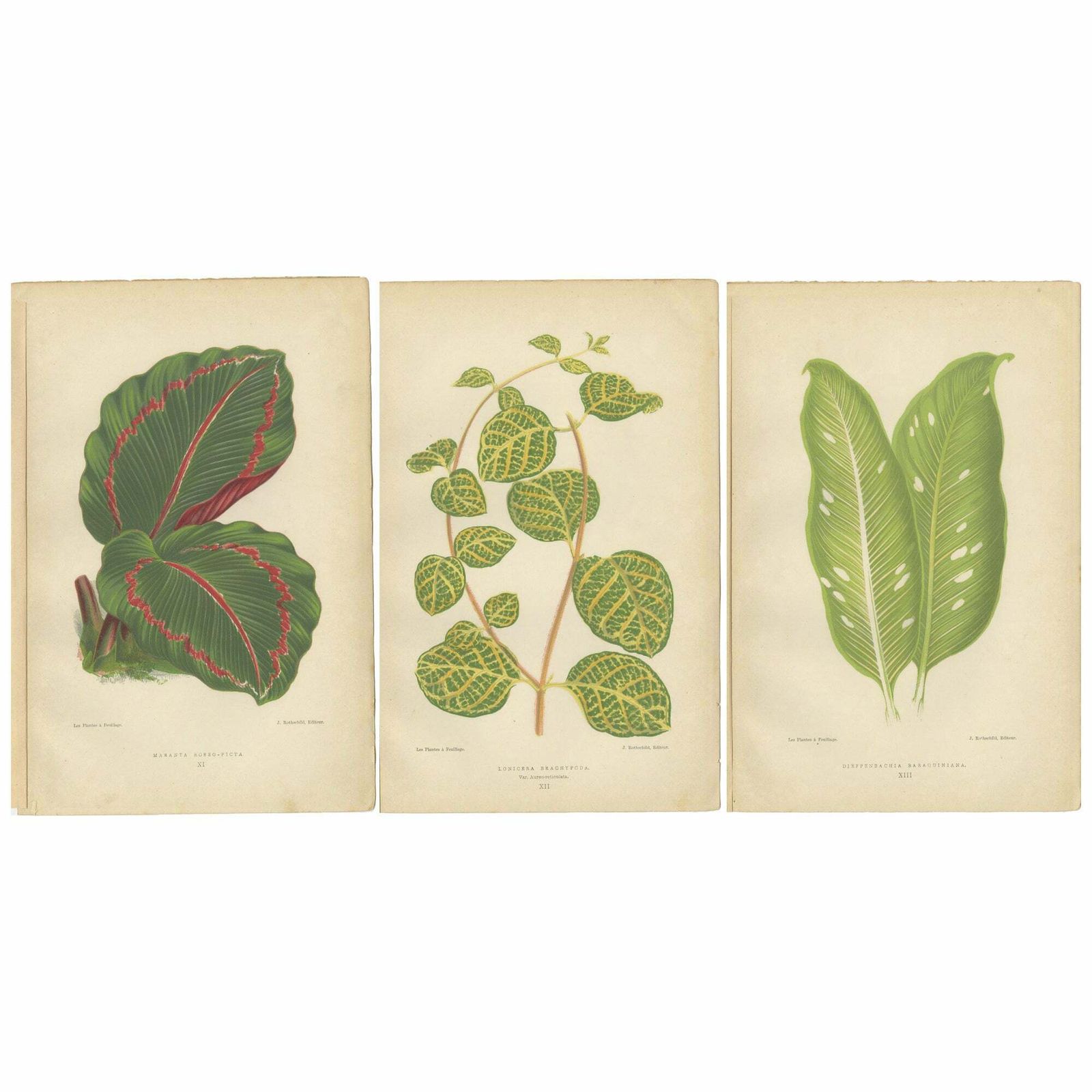 Vibrant Elegance: Botanical Illustrations Of Foliage From 1880 Paris