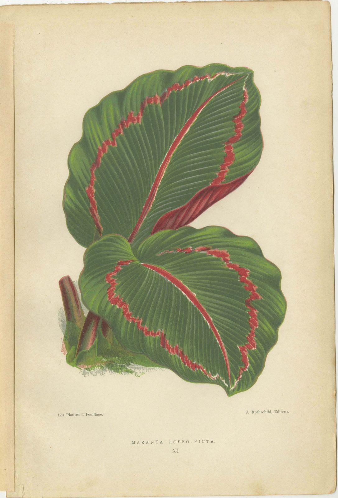 Vibrant Elegance: Botanical Illustrations Of Foliage From 1880 Paris photo furniture