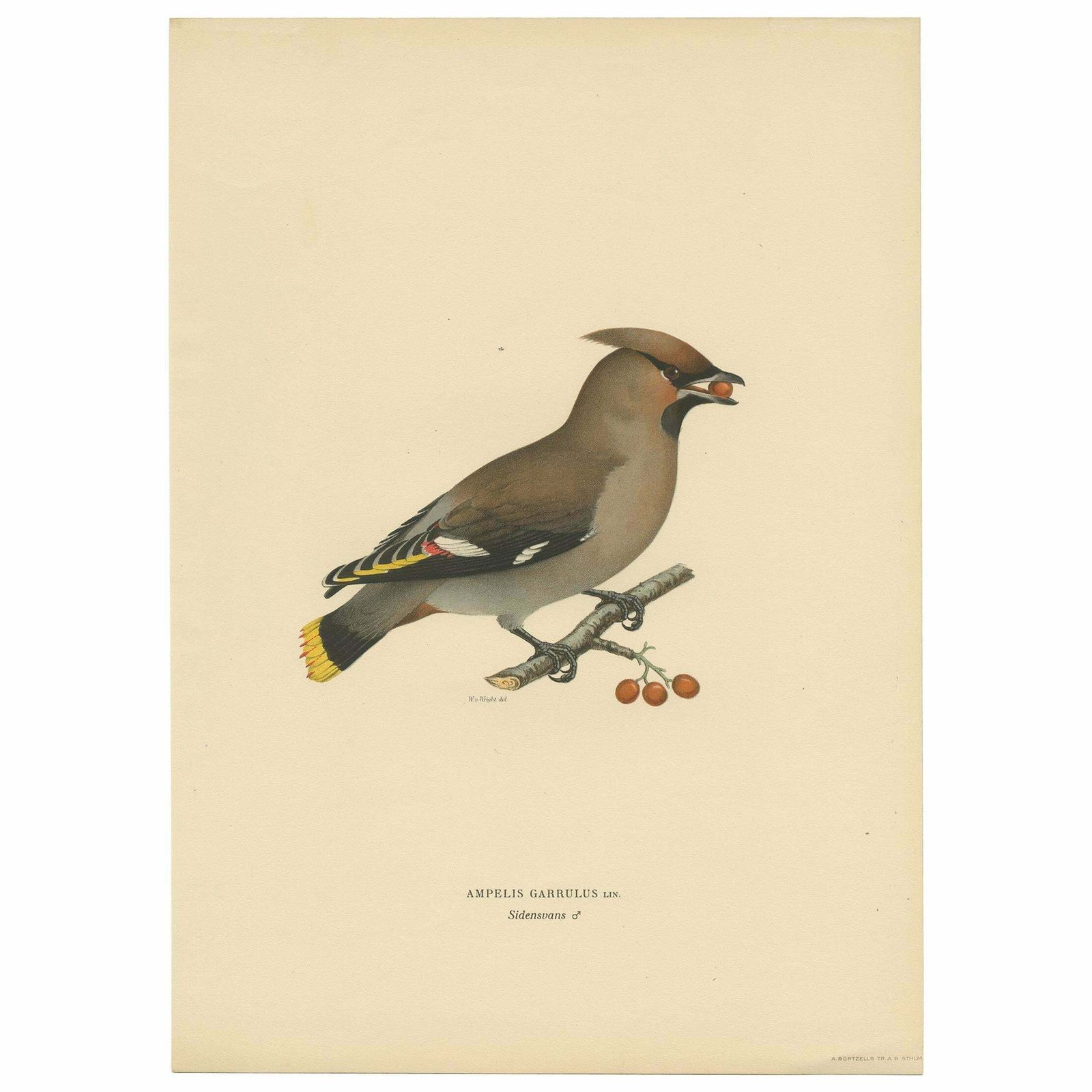 Antique Bird Print Of The Bohemian Waxwing By Von Wright, 1927