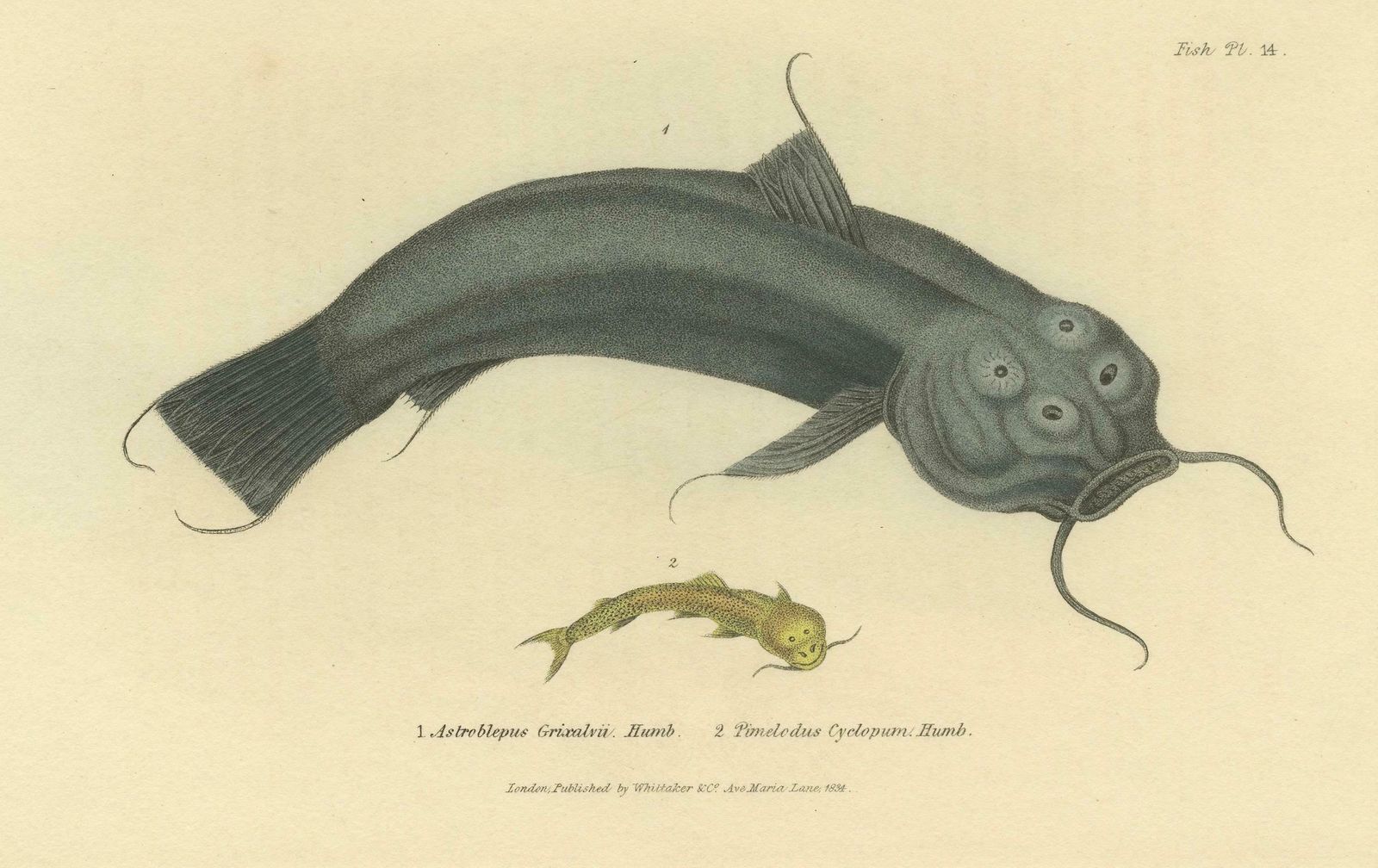 Antique Print With Hand Coloring Of Catfish Species photo 284.0