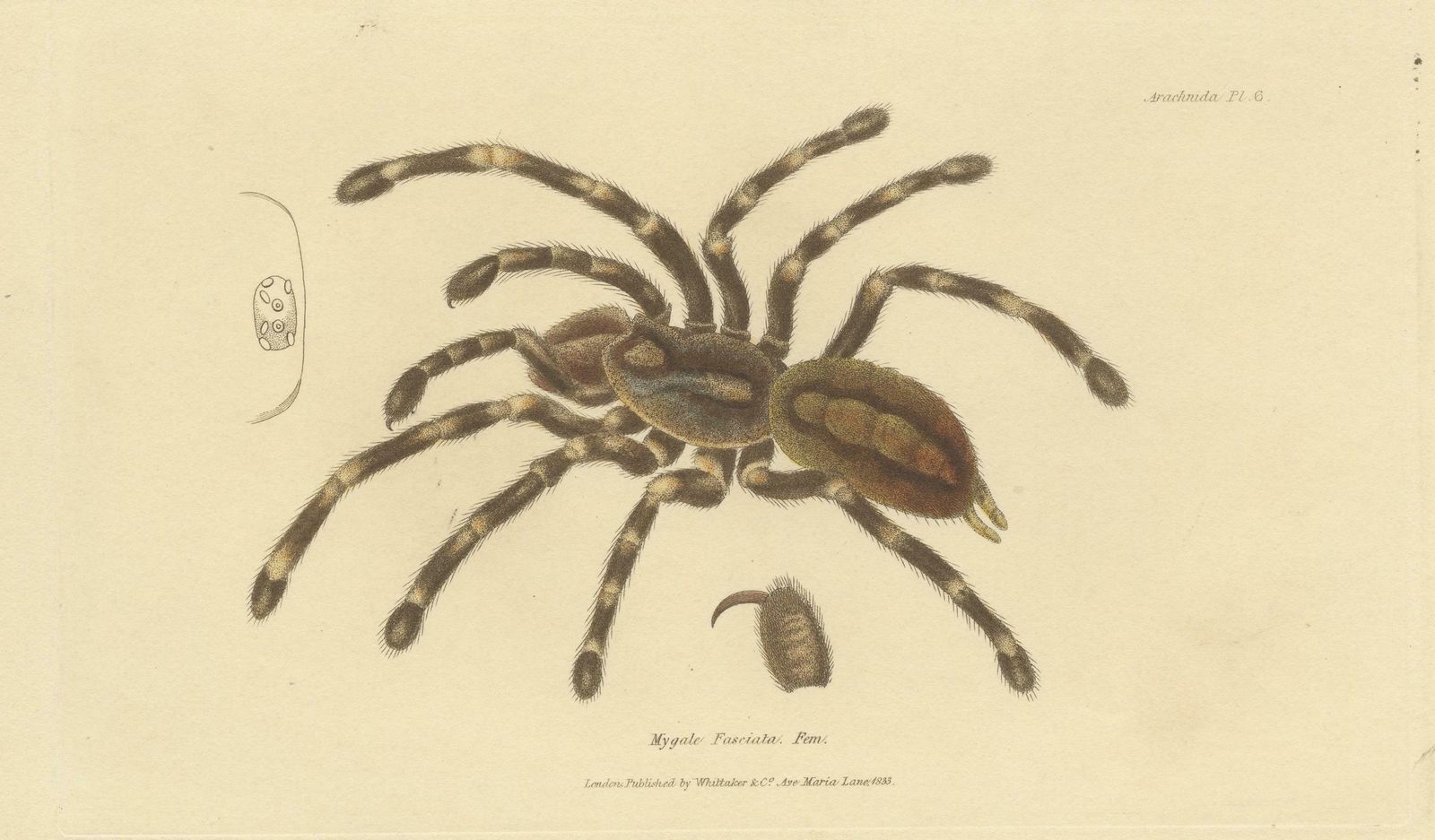 Antique Print Of A Female Sri Lanka Ornamental Tiger Spider Or Tarantula, 1833 photo Art