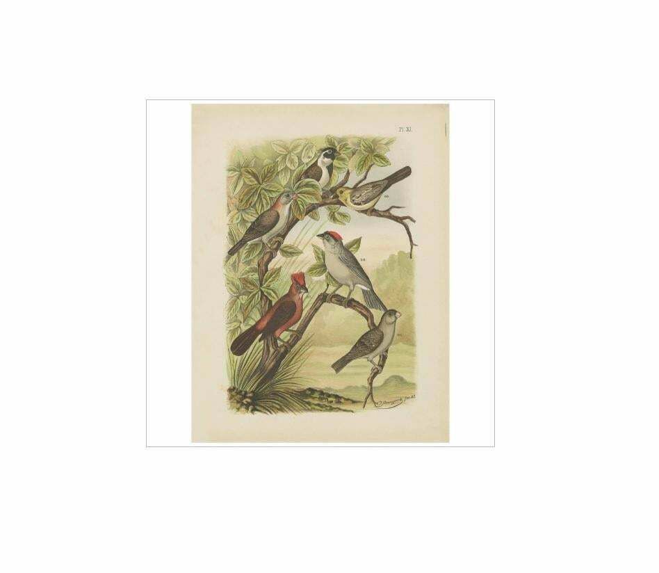 Antique Bird Print Of The Red Pileated Finch, Grosbeak And Sparrow (1886) photo Art