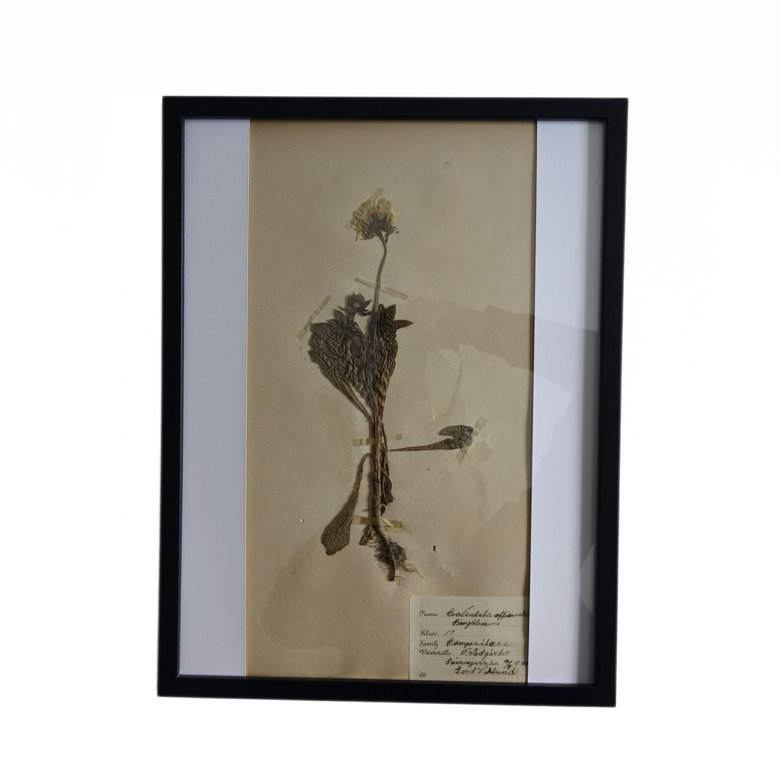 Antique Framed Herbariums. Attributed With Date, Botanist And Location In Sweden