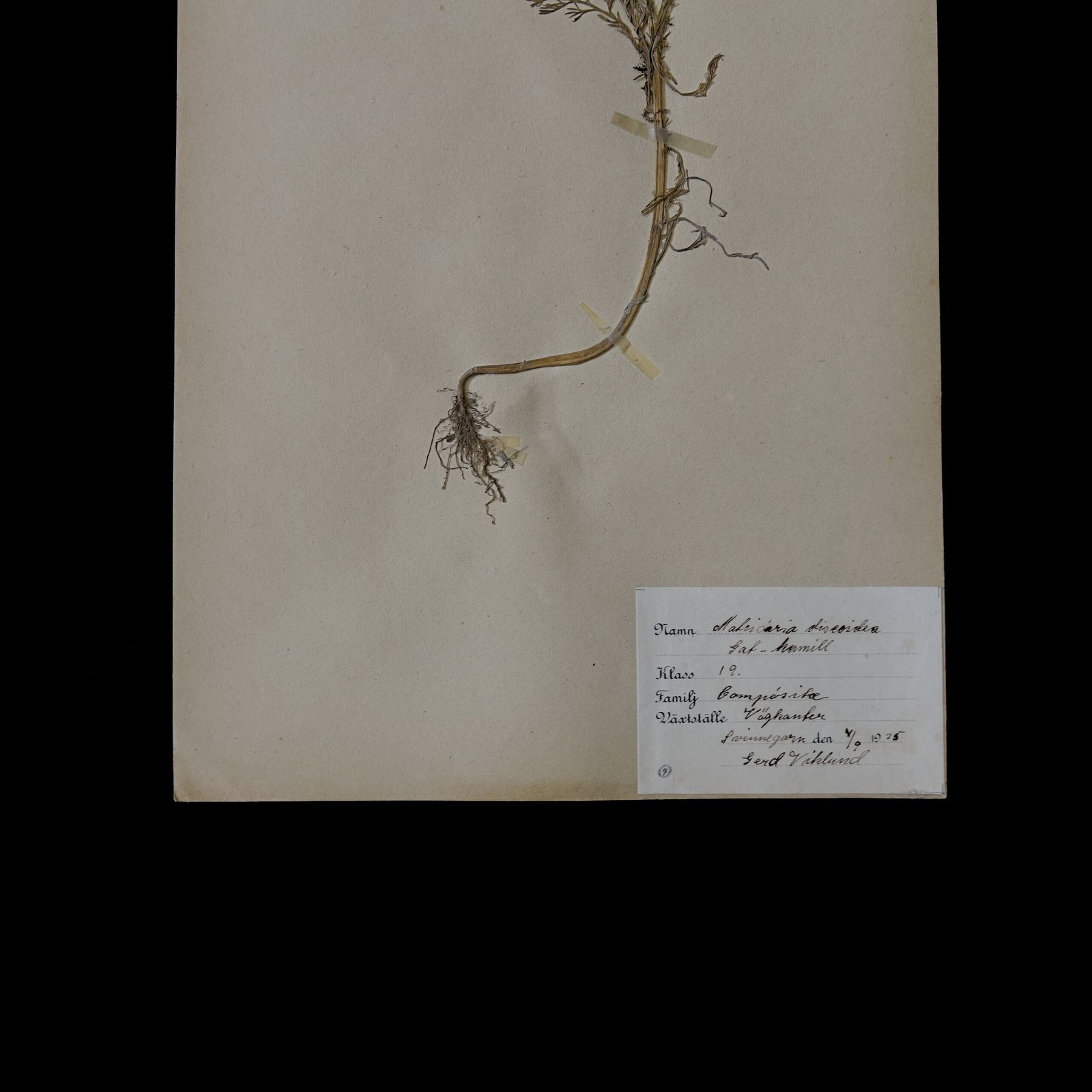 Antique Framed Herbariums. Attributed With Date, Botanist And Location In Sweden photo vinterior