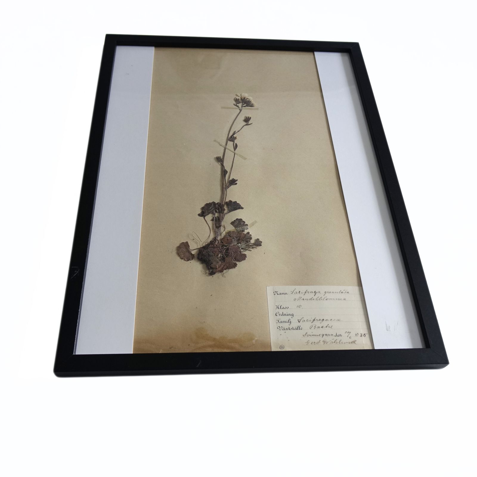 Antique Framed Herbariums. Attributed With Date, Botanist And Location In Sweden photo 105.0