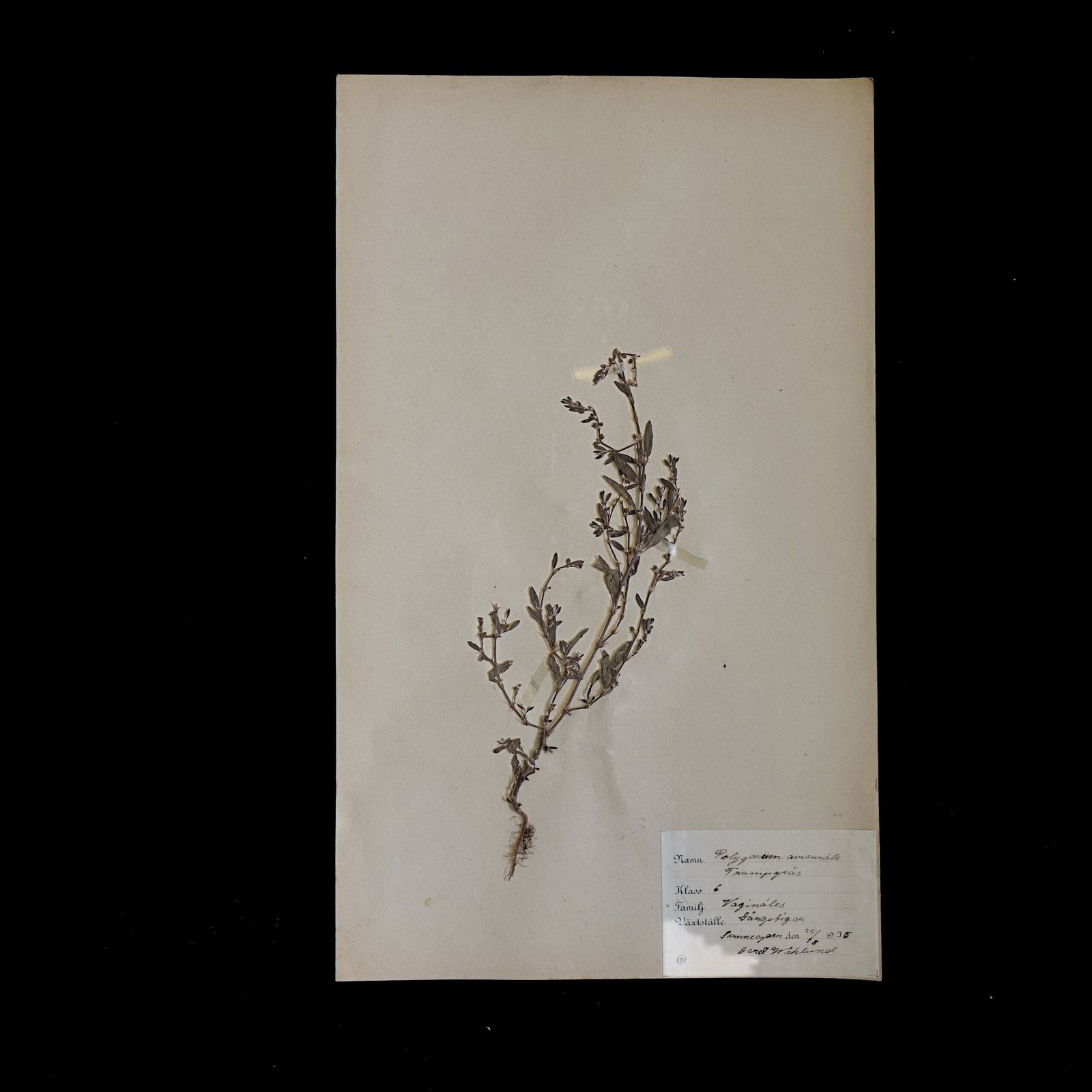 Antique Herbarium. Different Floral Species Picked In Sweden 1890 1950s. photo furniture