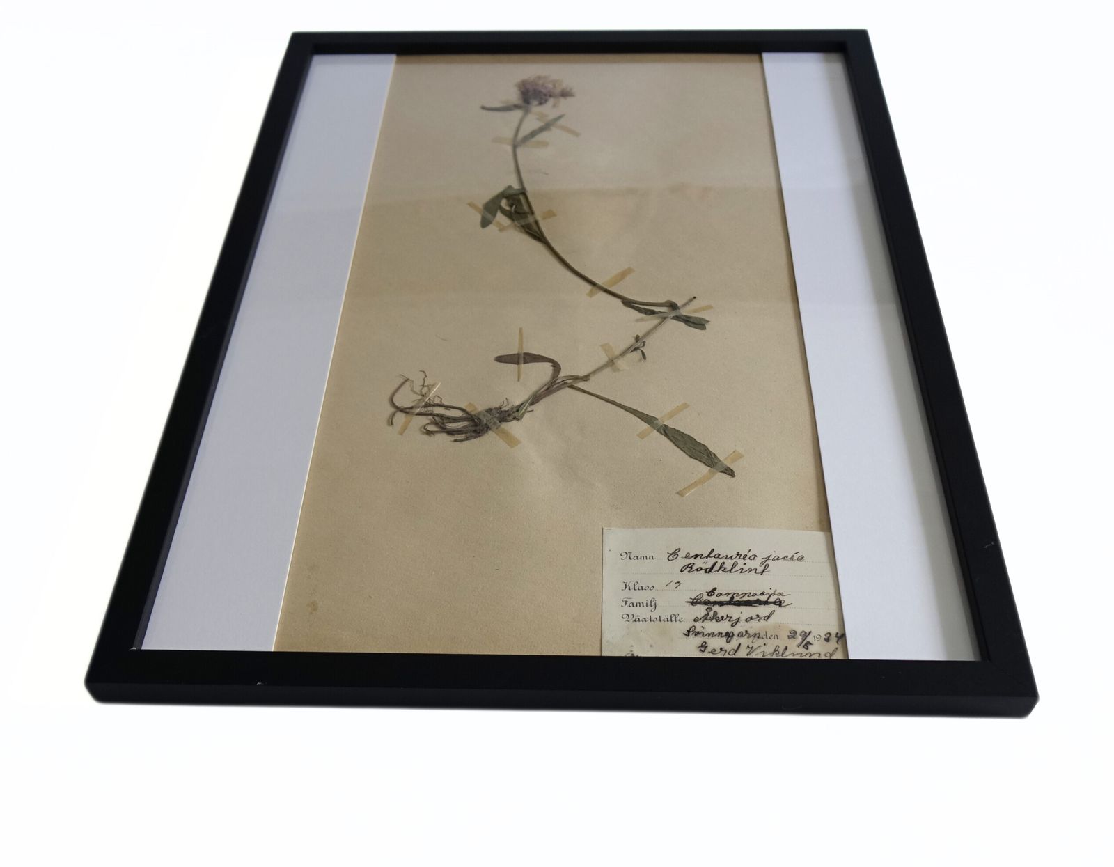 photo furniture Antique Framed Herbariums. Attributed With Date, Botanist And Location In Sweden