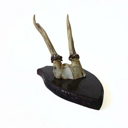 Vintage Genuine Roe Deer Horn On Wood Plate From Sweden. Small