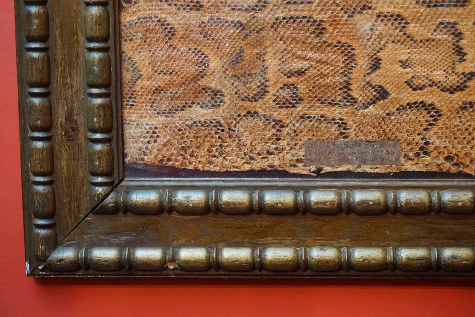 A Framed Section Of Snakeskin, 1856 photo for sale