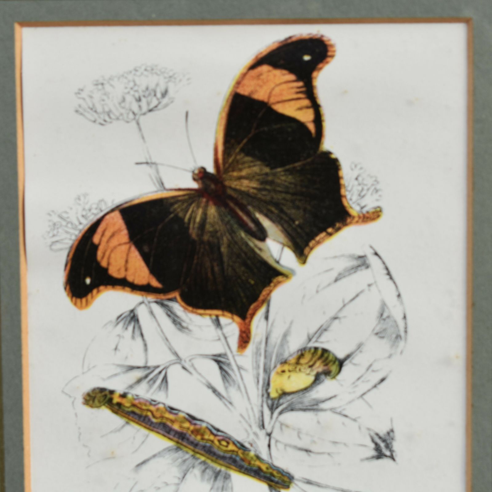 Antique Wyman & Sons Butterfly Lepidopterist Hand Tinted Book Plate Framed Print photo furniture