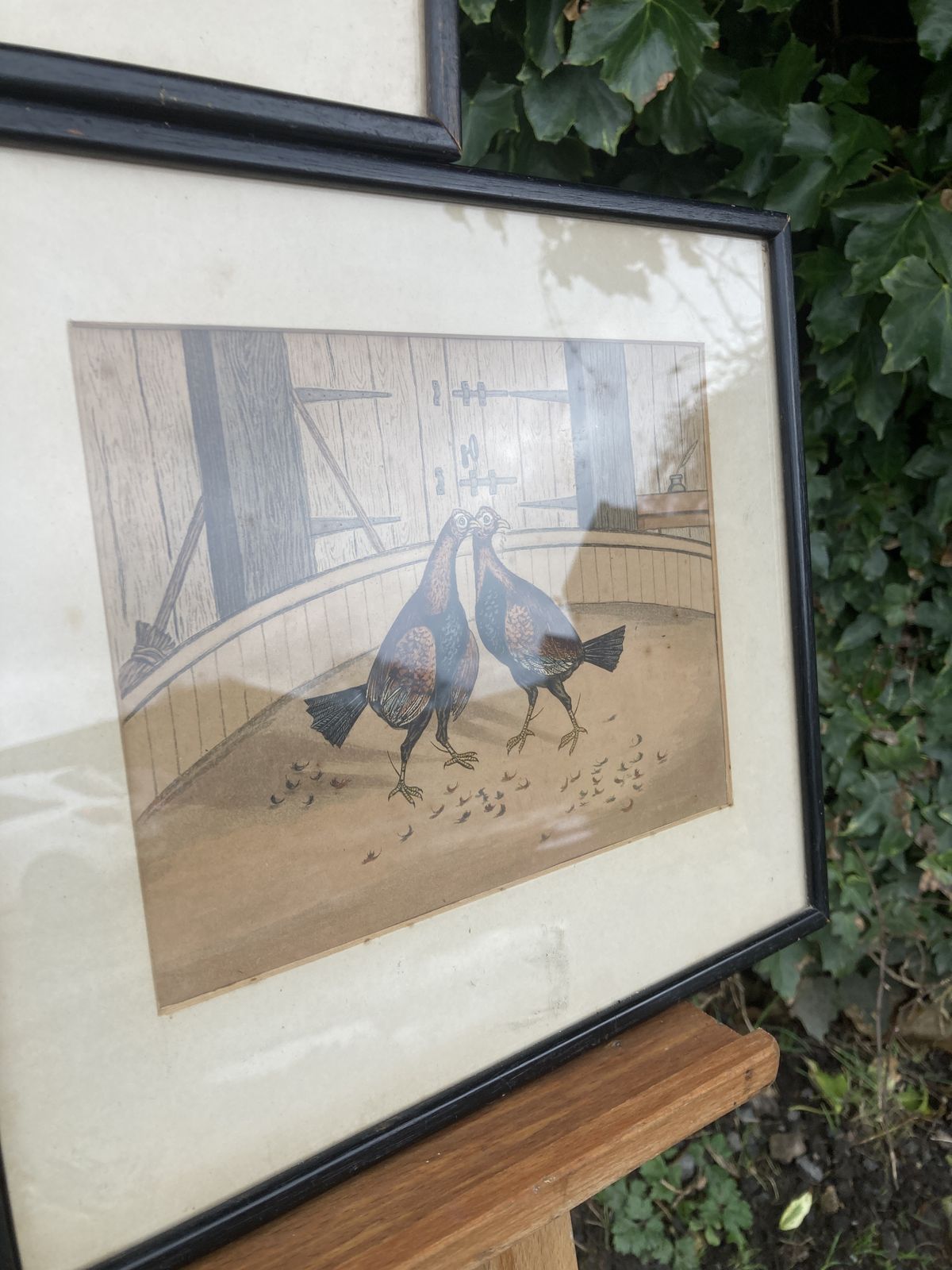 Set Of 3 Coloured Victorian Cock Fighting Bird Prints In Frames photo 150.0