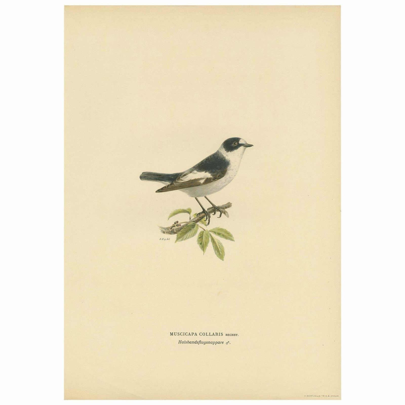 Antique Bird Print Of The White Collared Flycatcher By Von Wright, 1927
