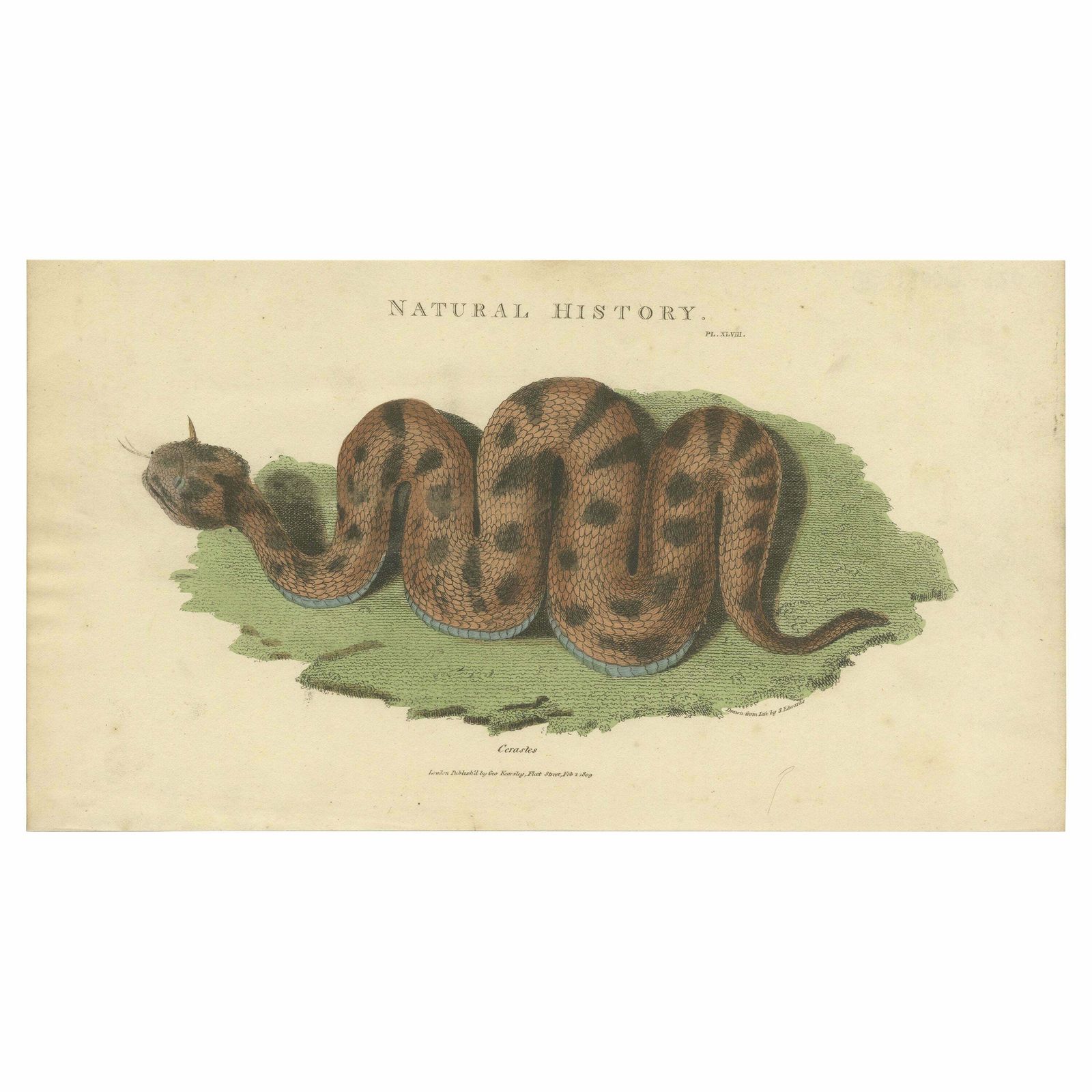 Antique Print Of The Cerastes Cerastes Snake By Kearsley '1809'