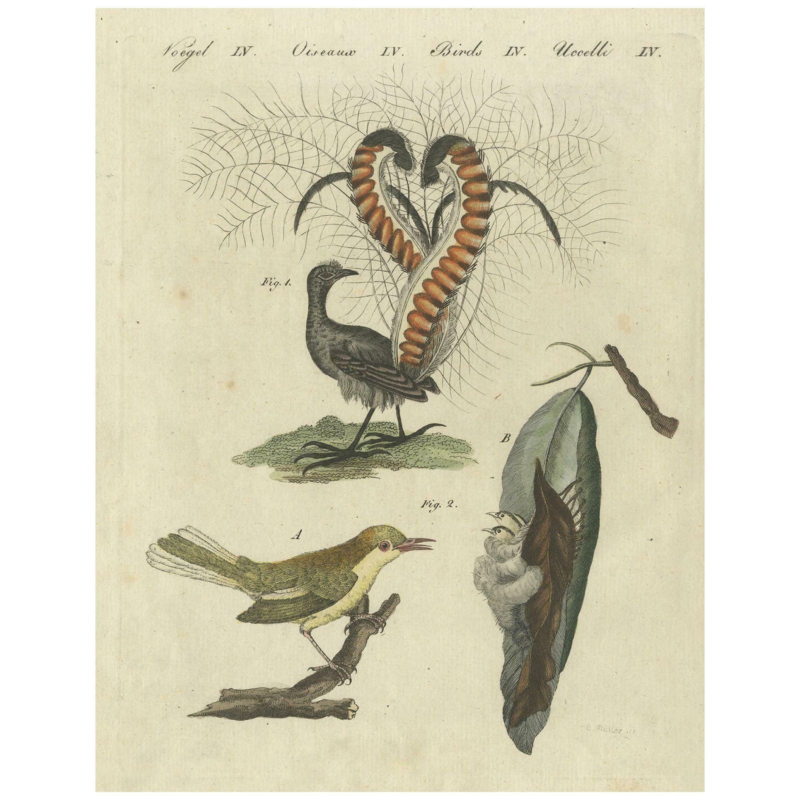 Antique Bird Print Of The Lyrebird And Tailorbird By Bertuch 'Circa 1800'