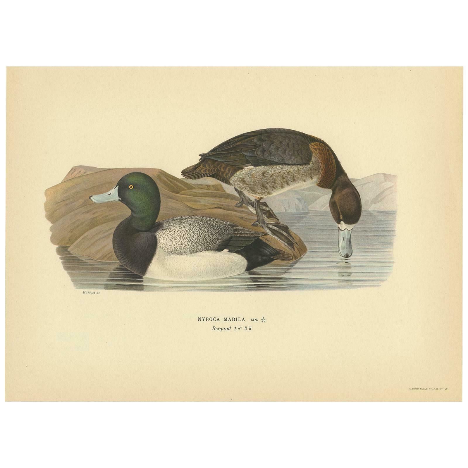 Antique Bird Print Of The Greater Scaup By Von Wright, 1929