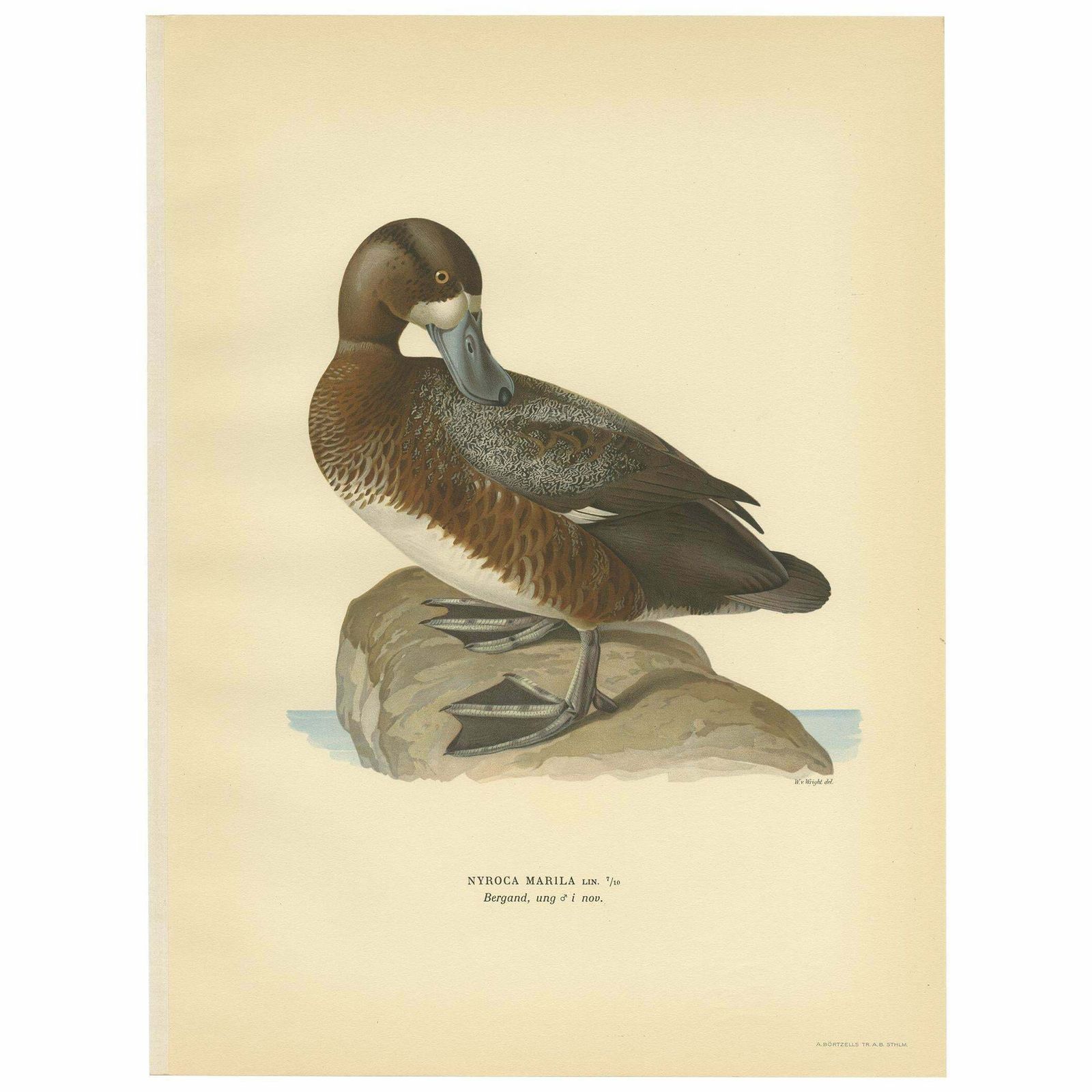 Antique Bird Print Of The Male Greater Scaup By Von Wright, 1929