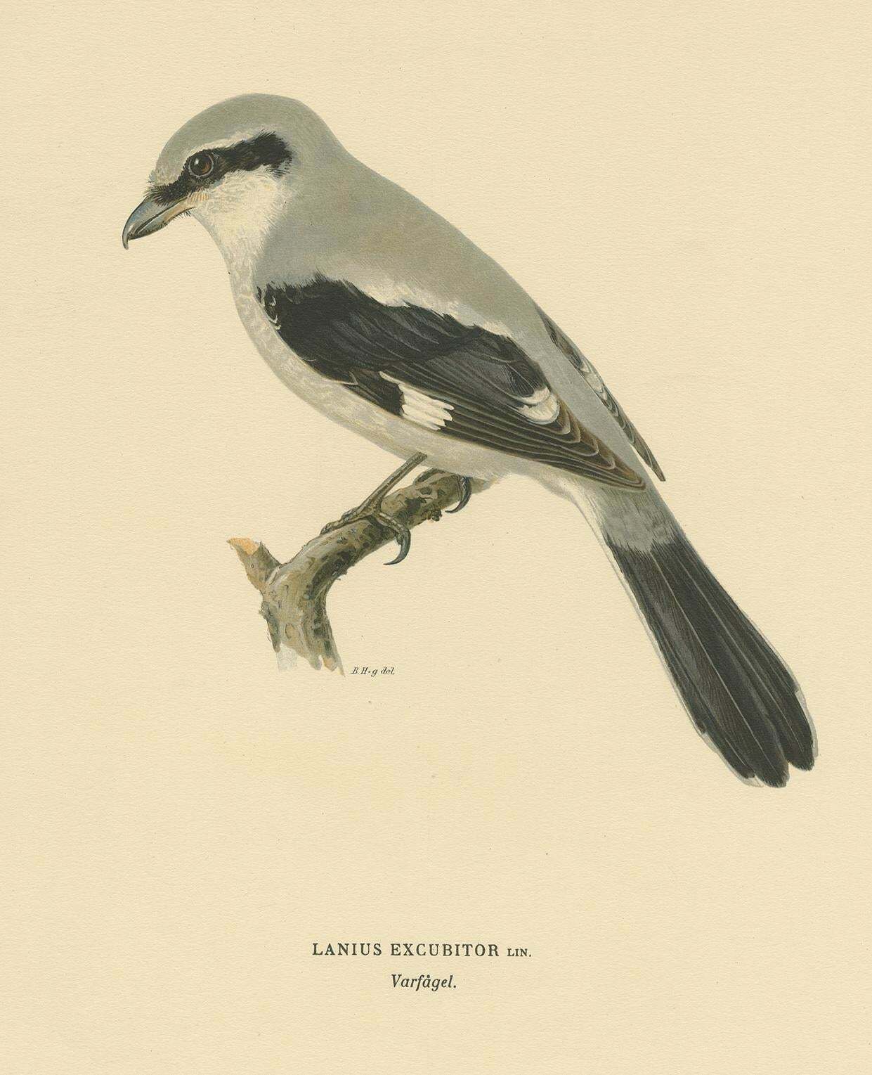 Antique Bird Print Of The Great Grey Shrike By Von Wright, 1927 photo furniture