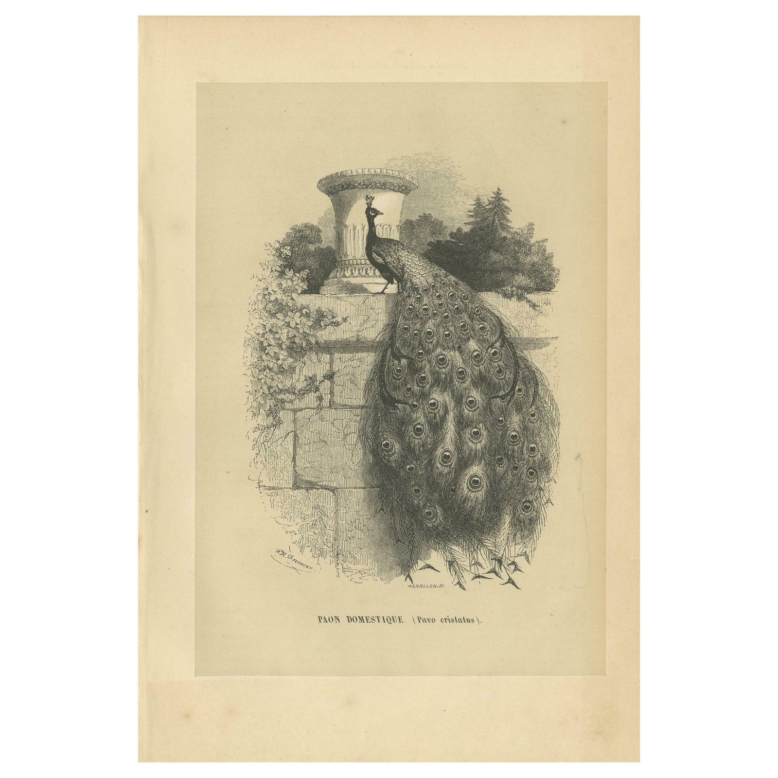 Antique Bird Print Of An Indian Peafowl, 1853