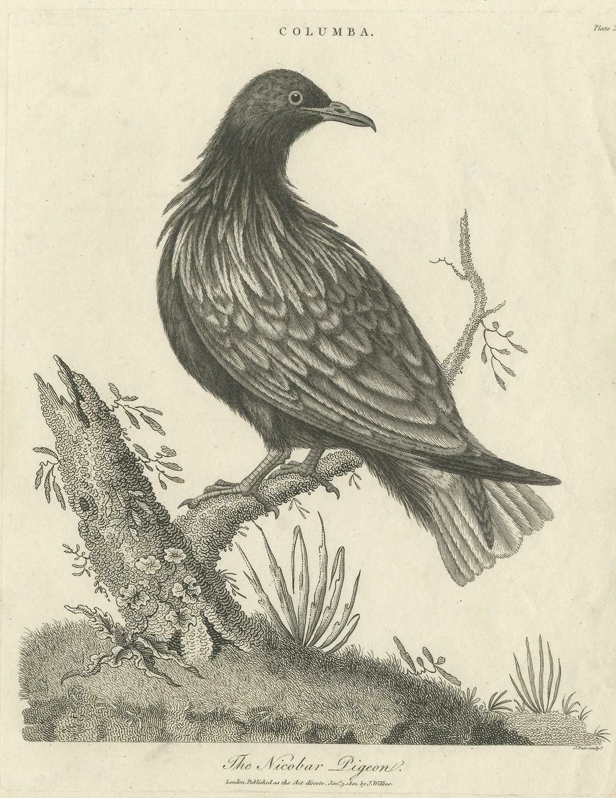 Antique Bird Print Of The Nicobar Pigeon By Wilkes, 1801 photo for sale