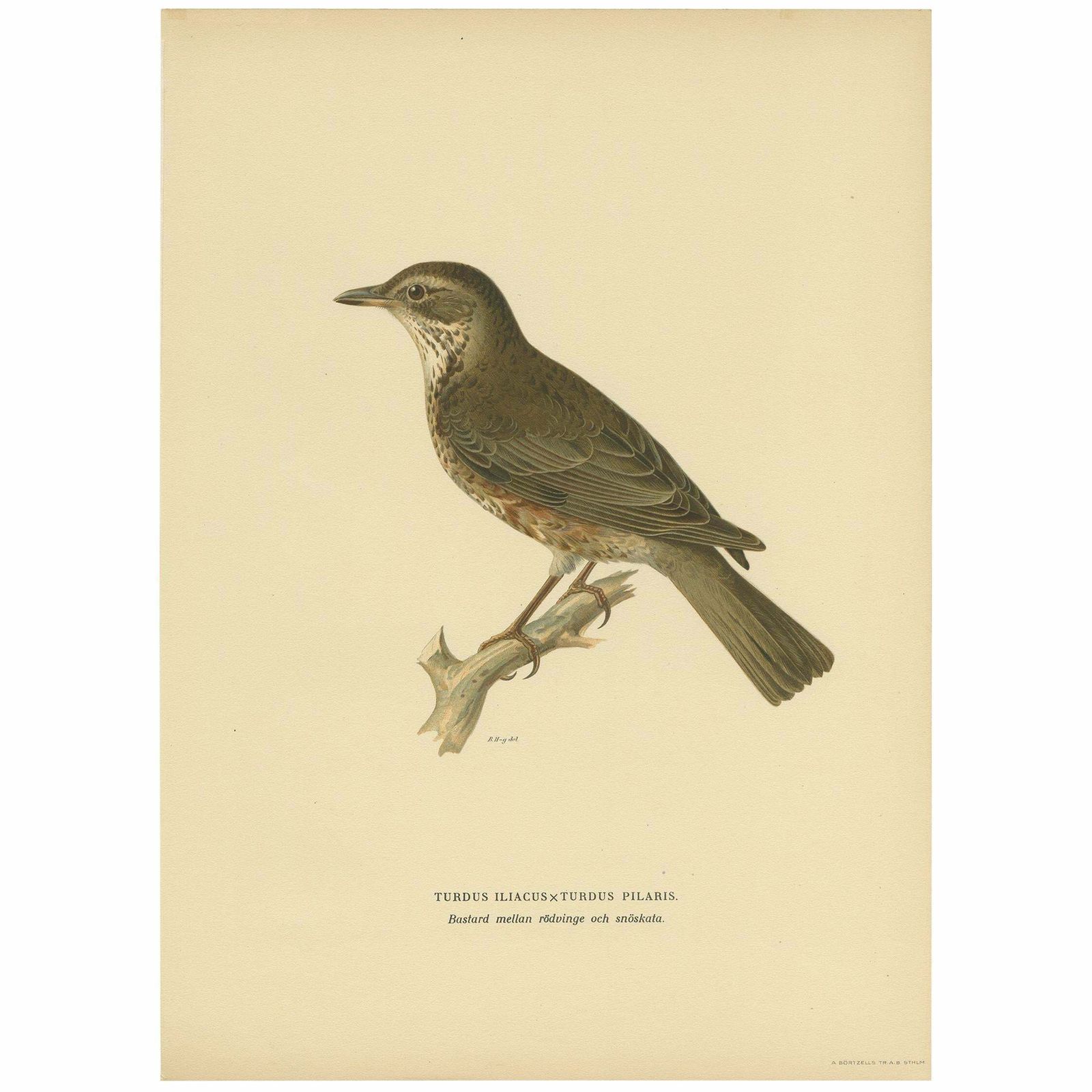 Antique Bird Print Of A Hybrid Fieldfare And Song Thrush By Von Wright, 1927