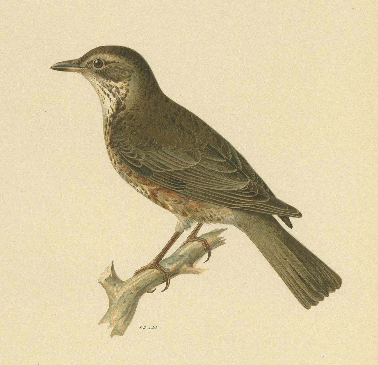 Antique Bird Print Of A Hybrid Fieldfare And Song Thrush By Von Wright, 1927 photo Art