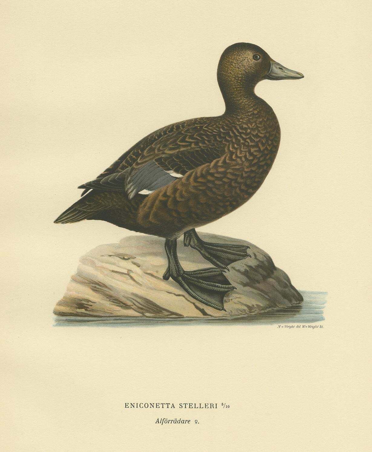 Antique Bird Print Of A Female Steller's Eider By Von Wright, 1929 photo for sale