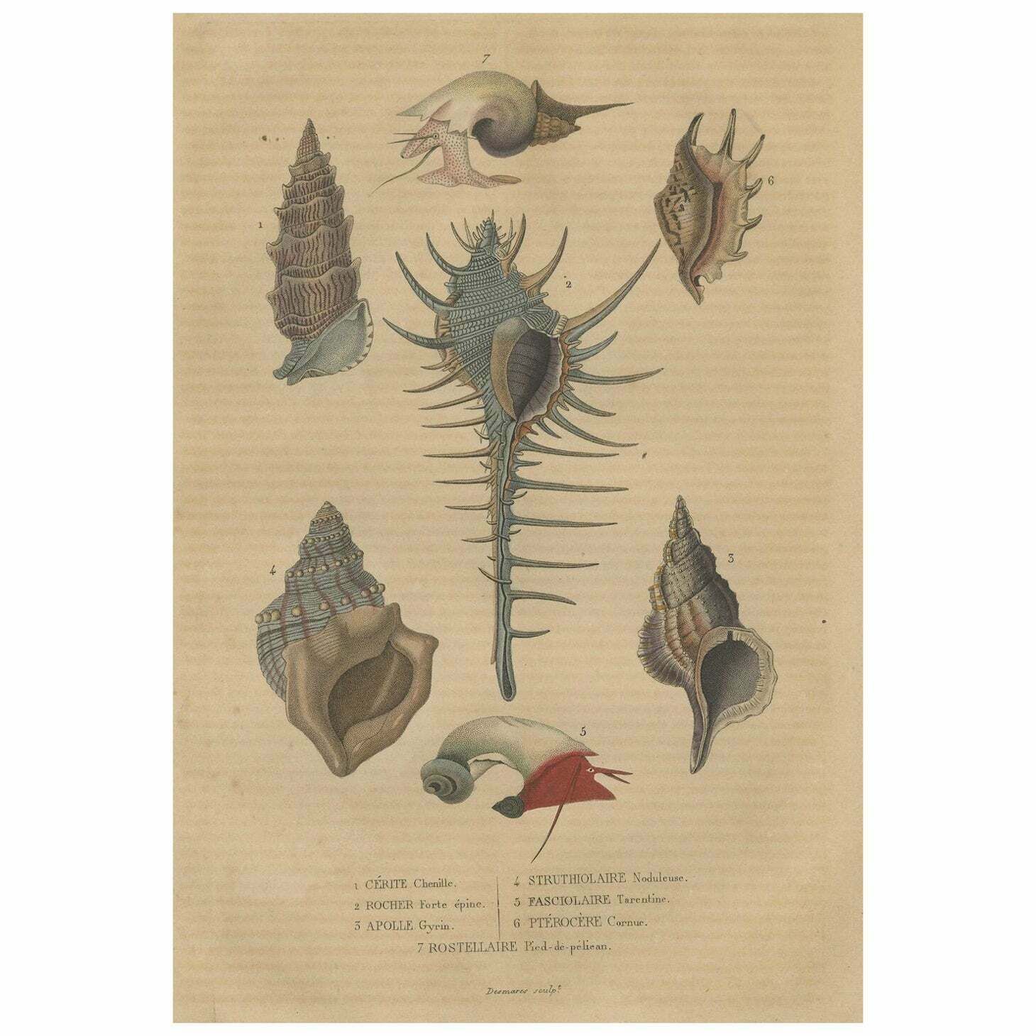 Aquatic Elegance: A 19th Century Portfolio Of Marine Gastropods, 1845