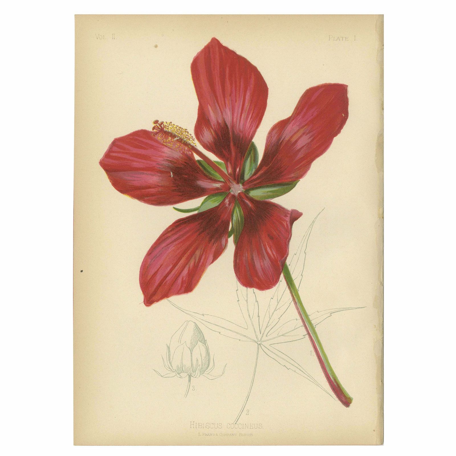 Scarlet Rosemallow From The Native Flowers And Ferns Of The United States, 1879