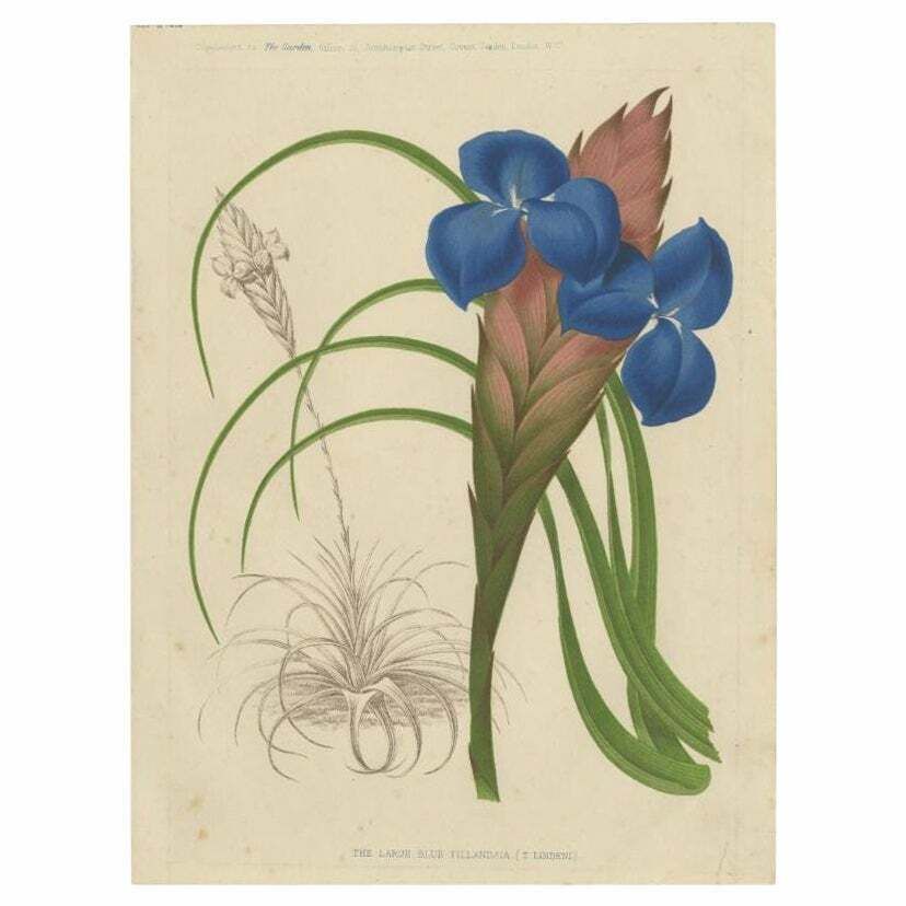 Antique Print Of A Handcolored Blue Tillandsia Plant, C.1878